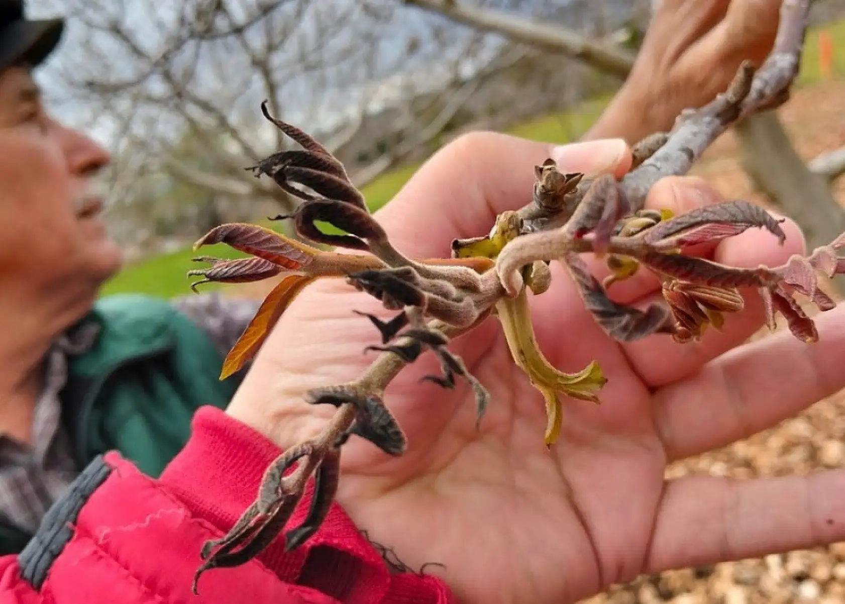 Muğla'da don afeti sonrası ön hasar tespit çalışmaları başladı