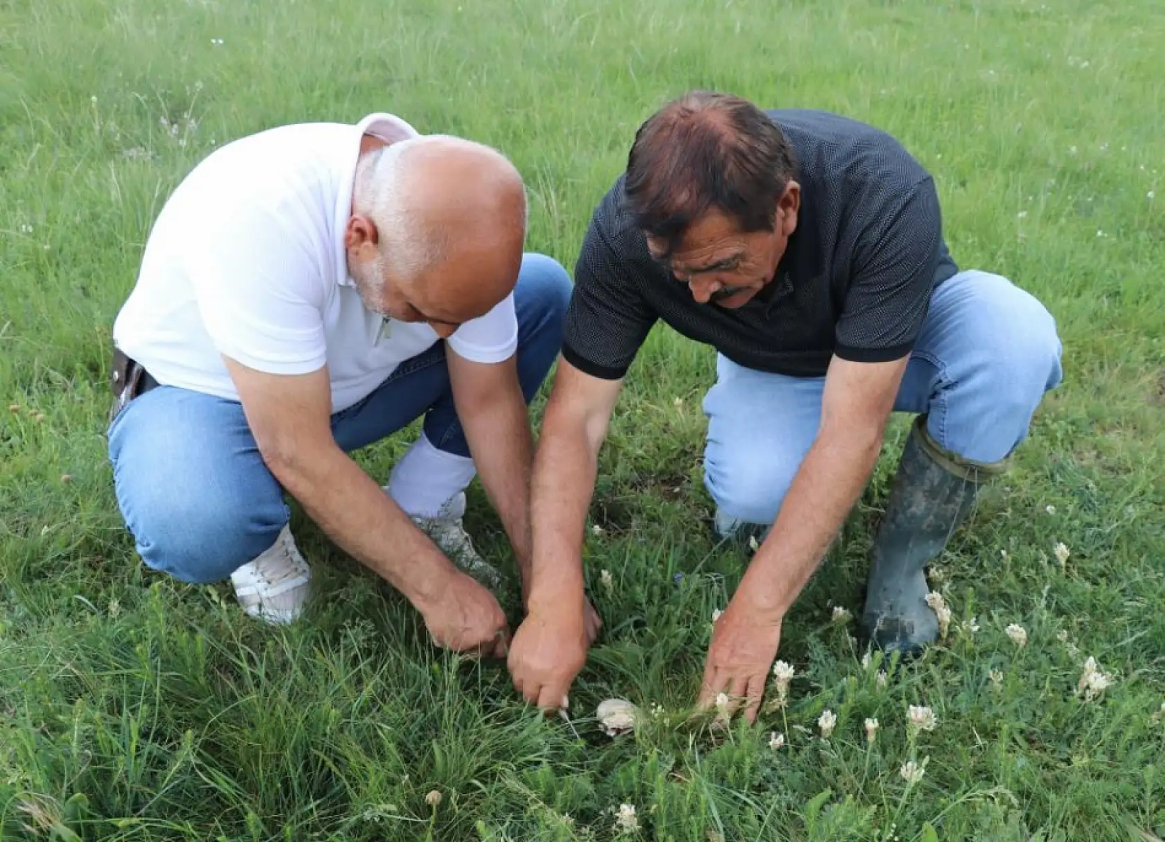 Bedava protein, doğadan elleriyle tek tek topluyorlar