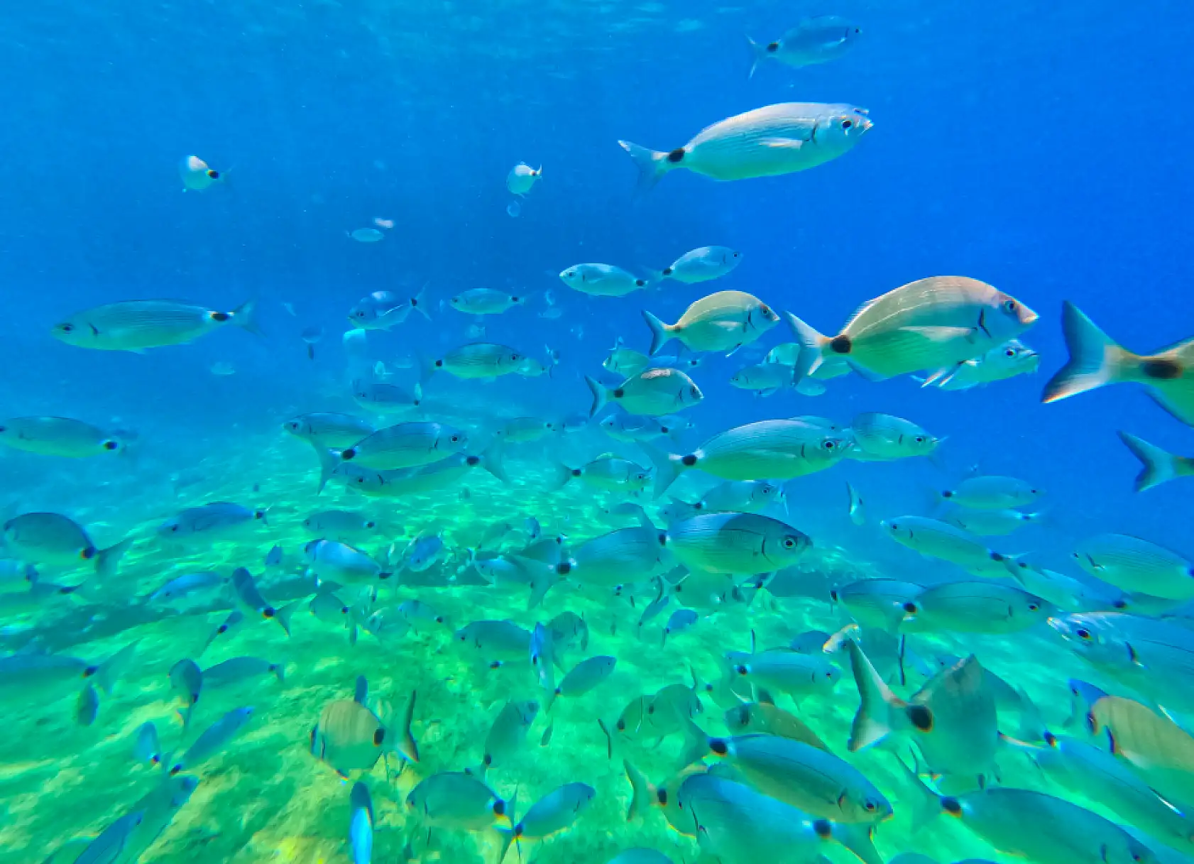 Fethiye'nin su altı dünyası dalış tutkunlarını ağırlıyor