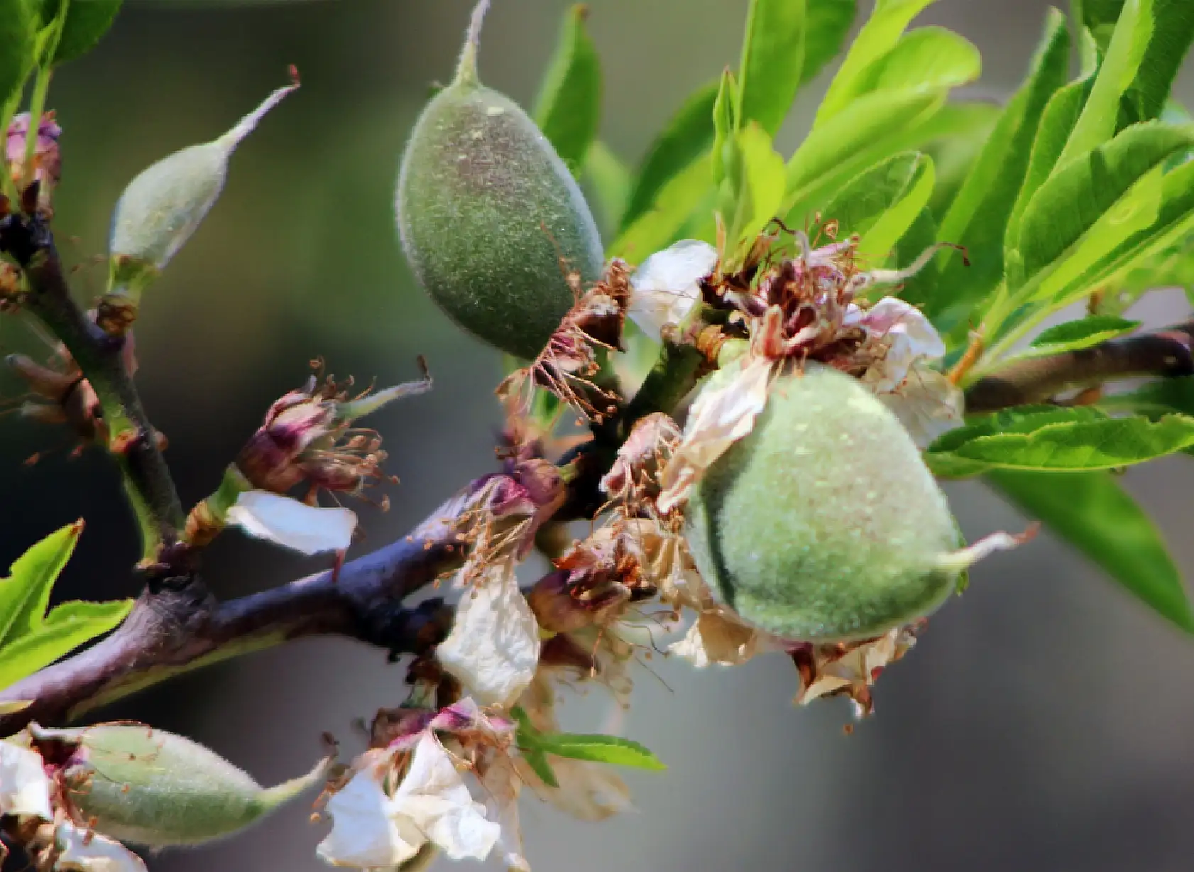 Datça'da üreticide 700, tüketiciye 2 bin 500 lira