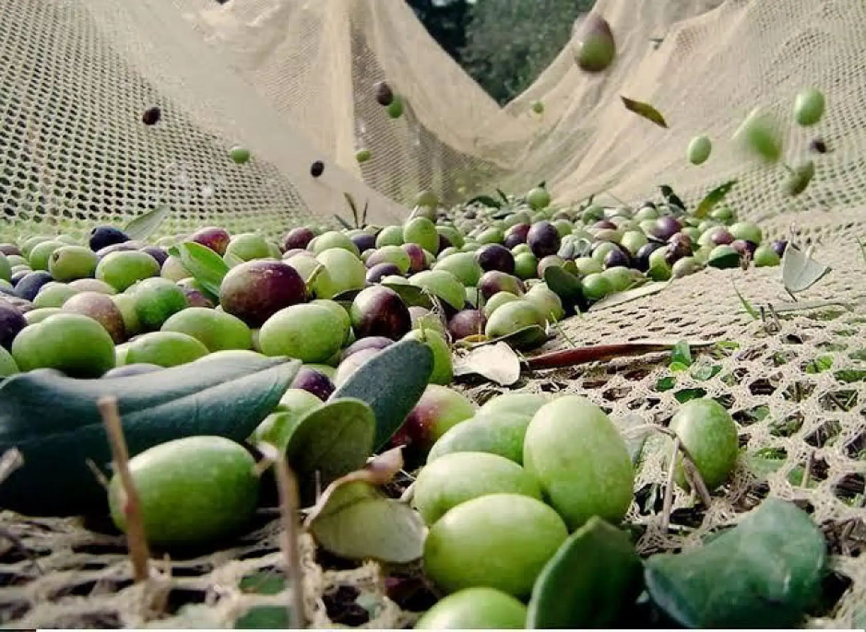 Zeytin üreticilerine meyve dökülmesi uyarısı