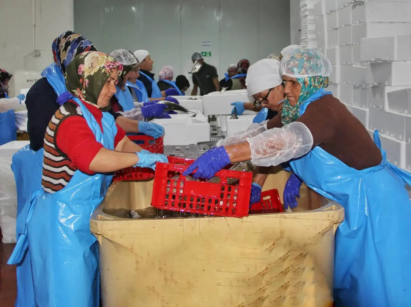 Fethiye'den Sofralara Taze Balık Akıyor: Alabalık İhracatı Genişliyor!