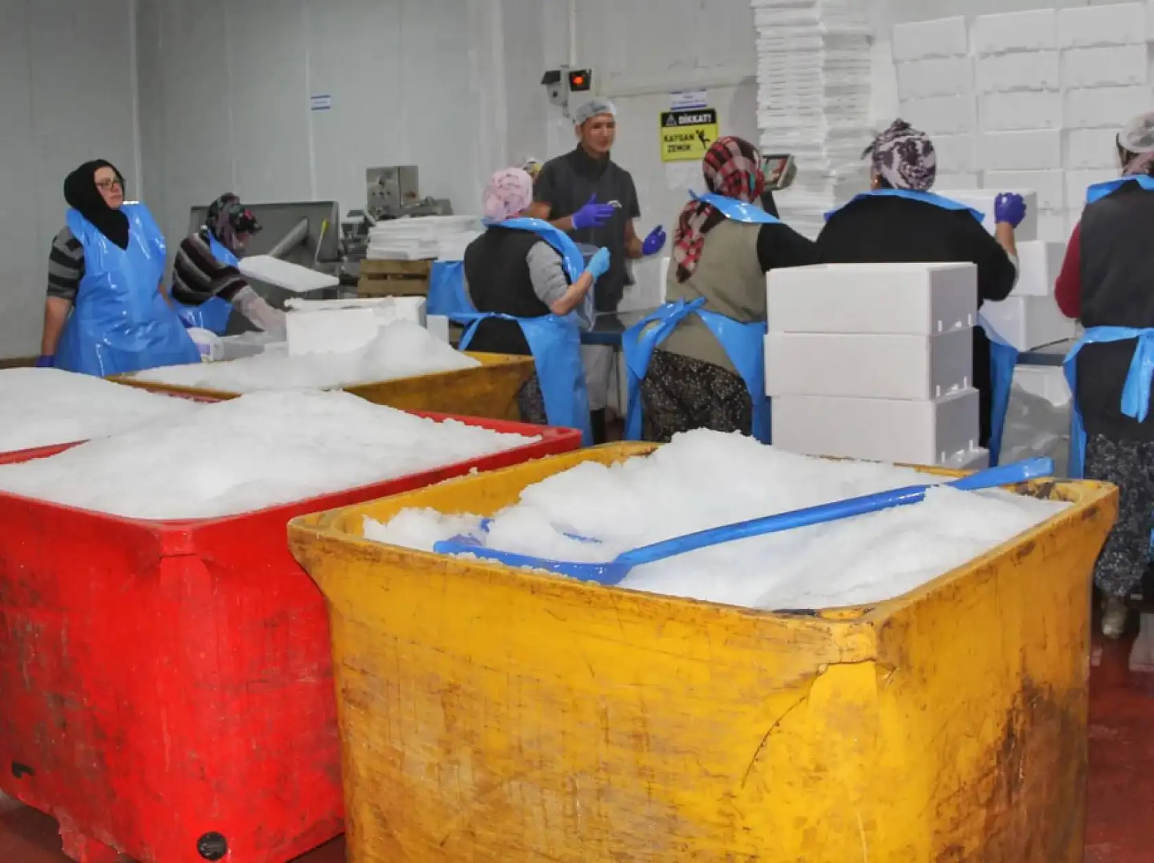 Fethiye'den Sofralara Taze Balık Akıyor: Alabalık İhracatı Genişliyor!