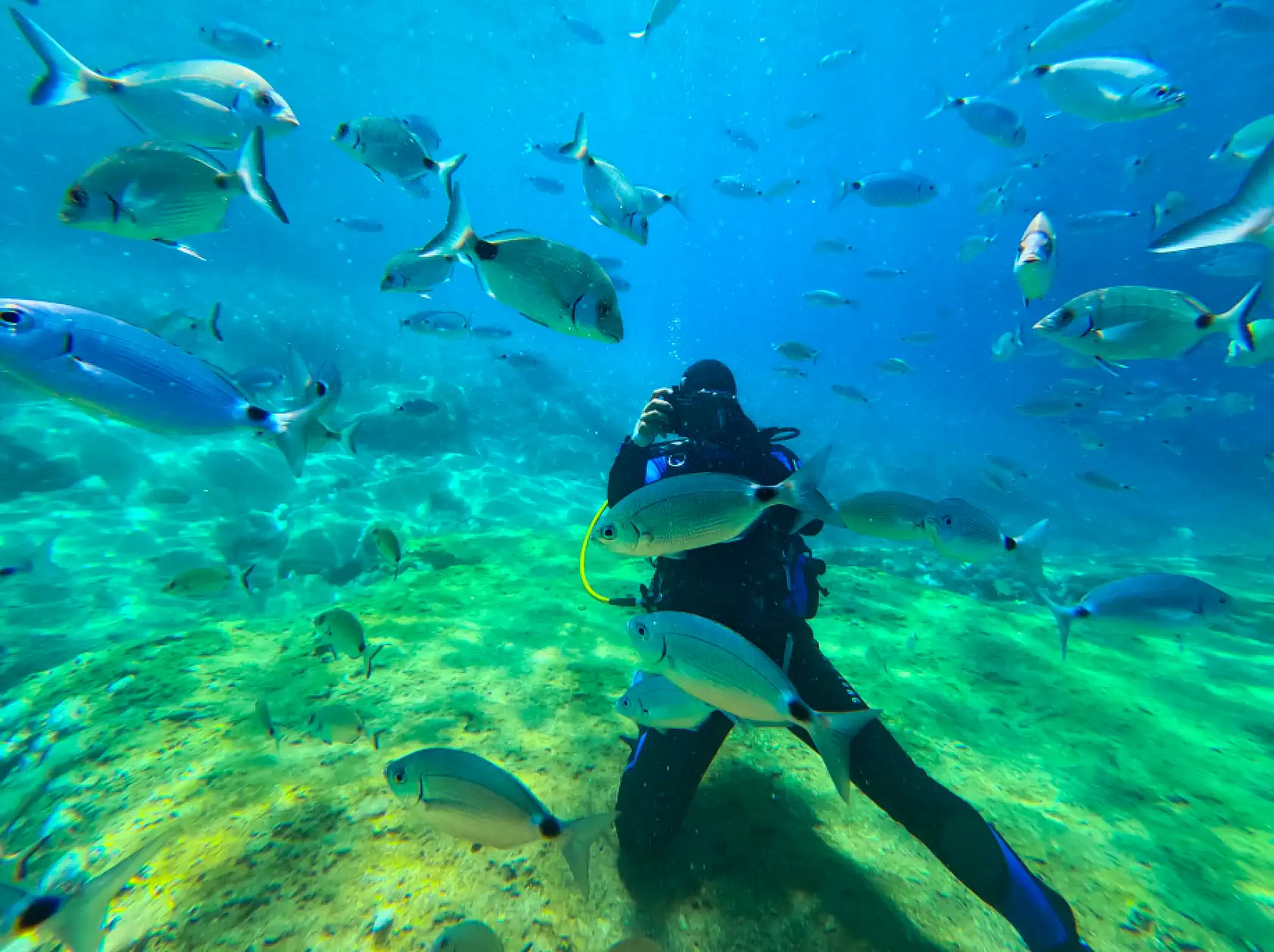 Fethiye'nin su altı dünyası dalış tutkunlarını ağırlıyor