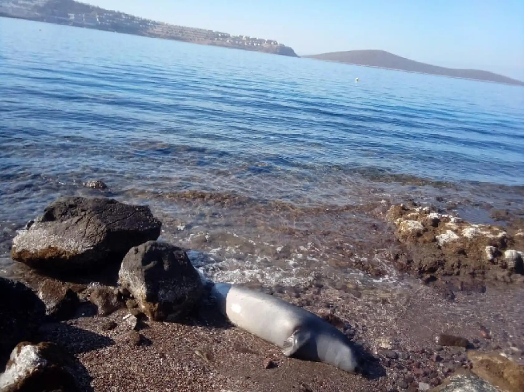Muğla'da kuyruğundan yaralanmış fok ölü halde kıyıya vurdu
