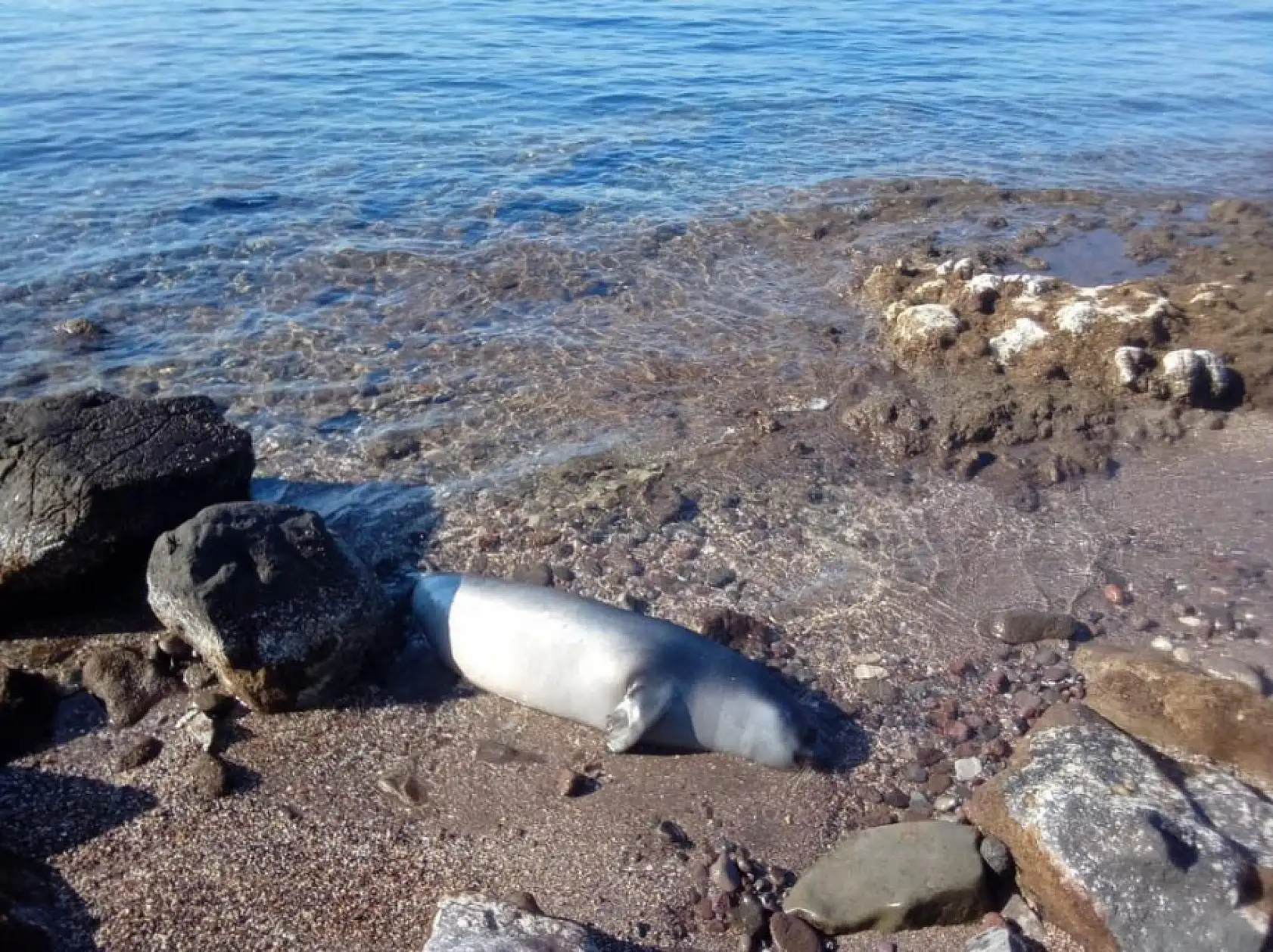 Muğla'da kuyruğundan yaralanmış fok ölü halde kıyıya vurdu