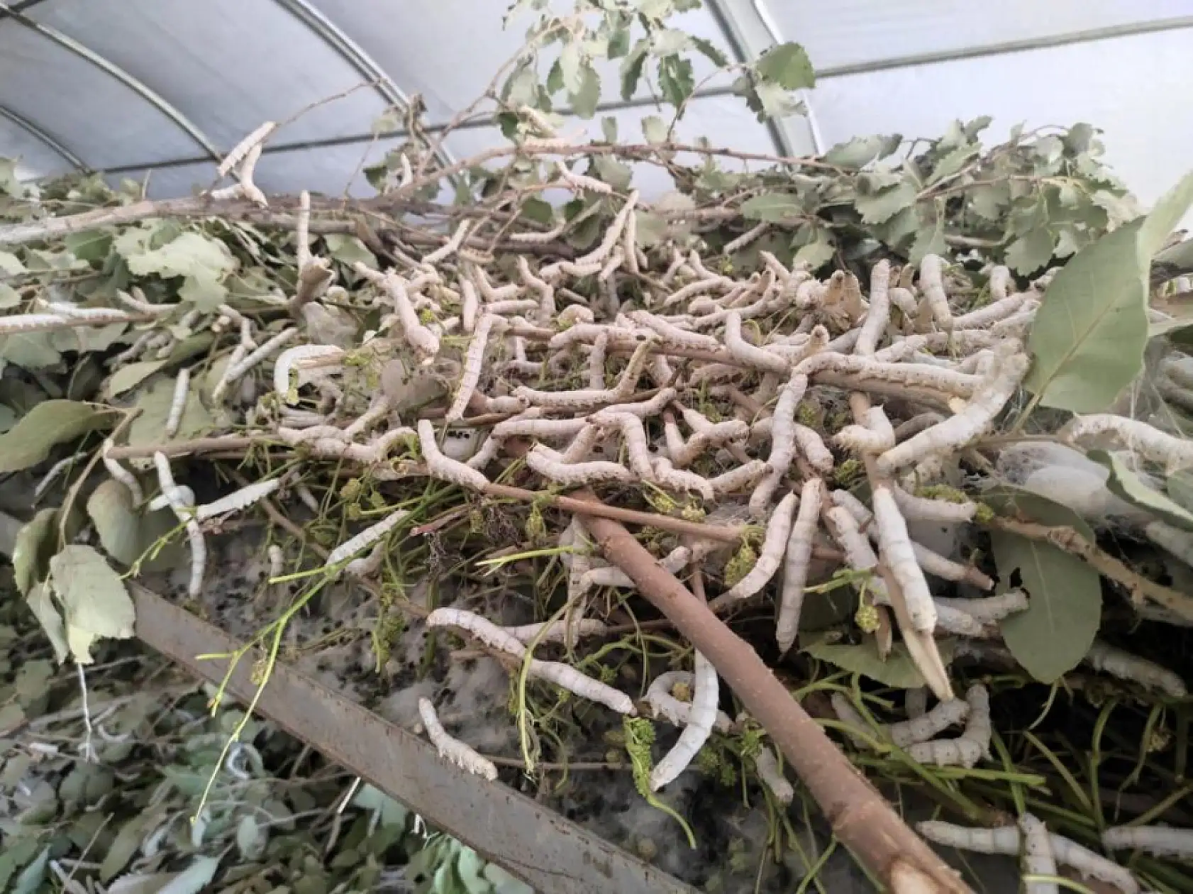 Kilosu 1000 lira!  Dut yaprağından mucize gelir