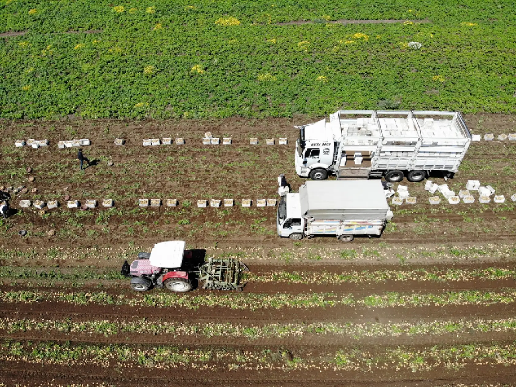 Datça'da turfanda patates hasadı yapılıyor