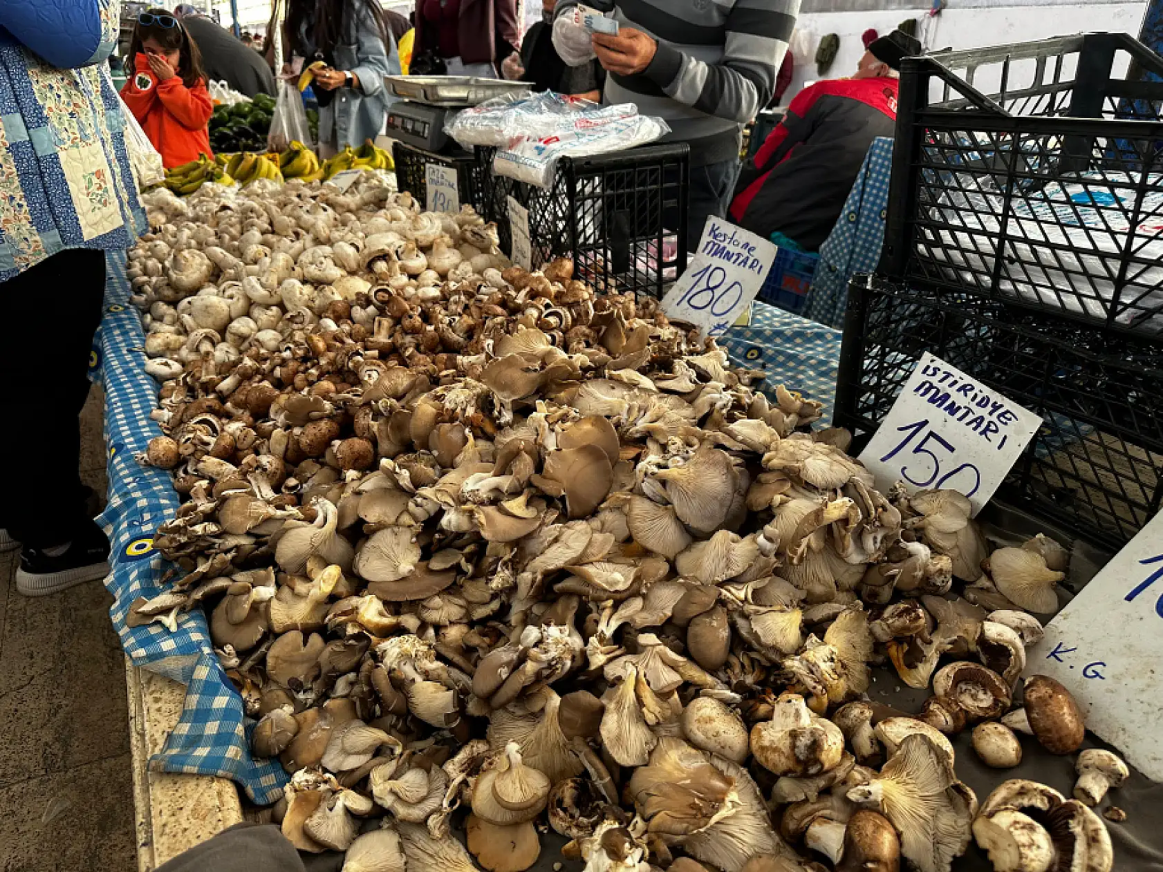 Fethiye Mantarının 300 Gramı 1 Kilo Et Gücünde