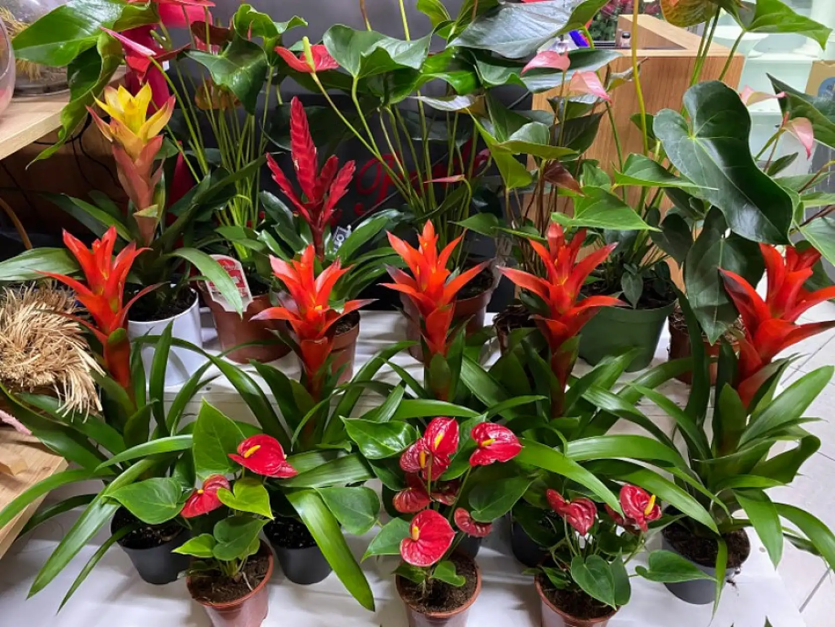 Fethiye'de Çiçekçilerde Öğretmenler Günü Hareketliliği