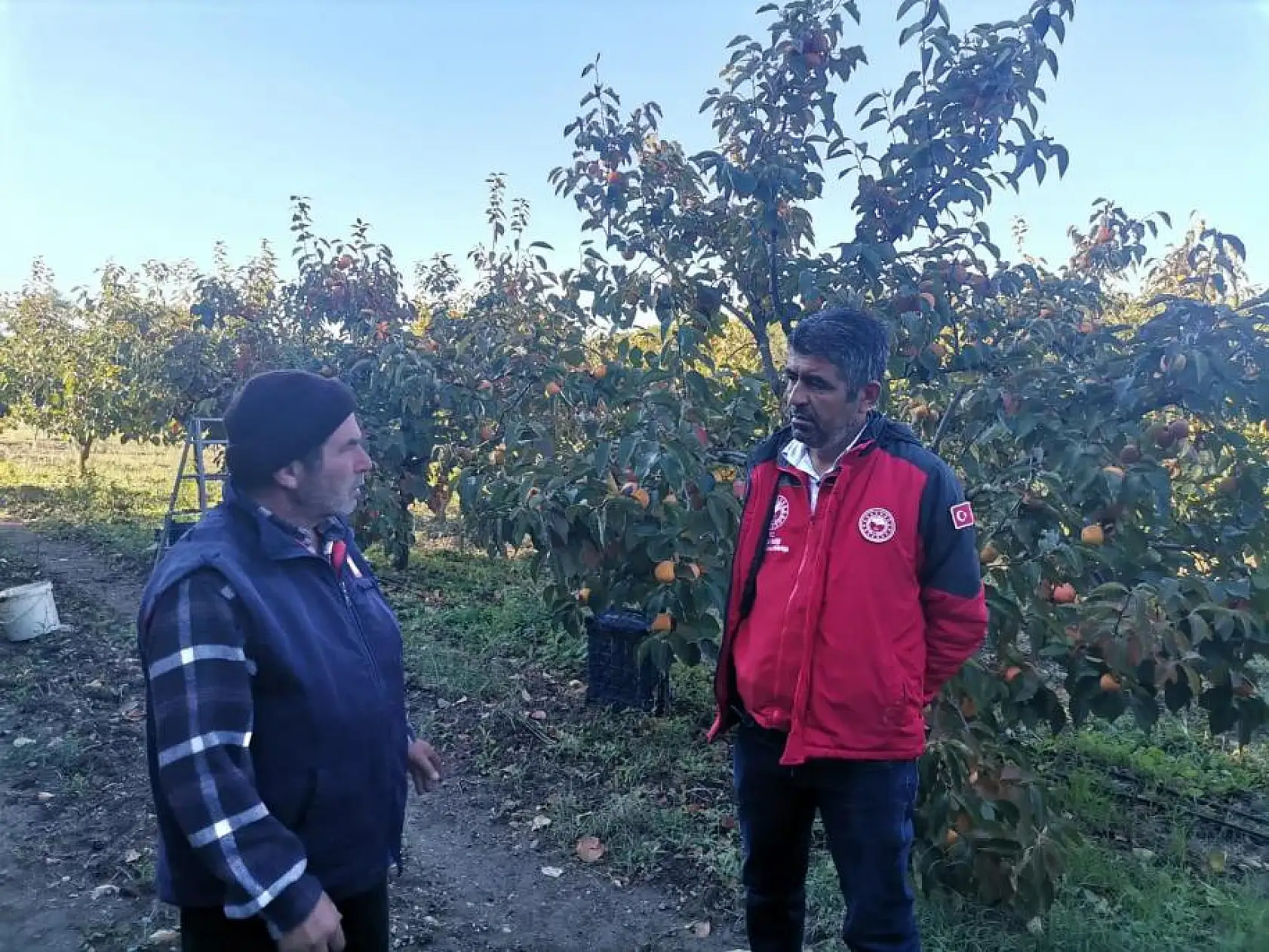 Seydikemer'de Cennet Elması için hasat vakti