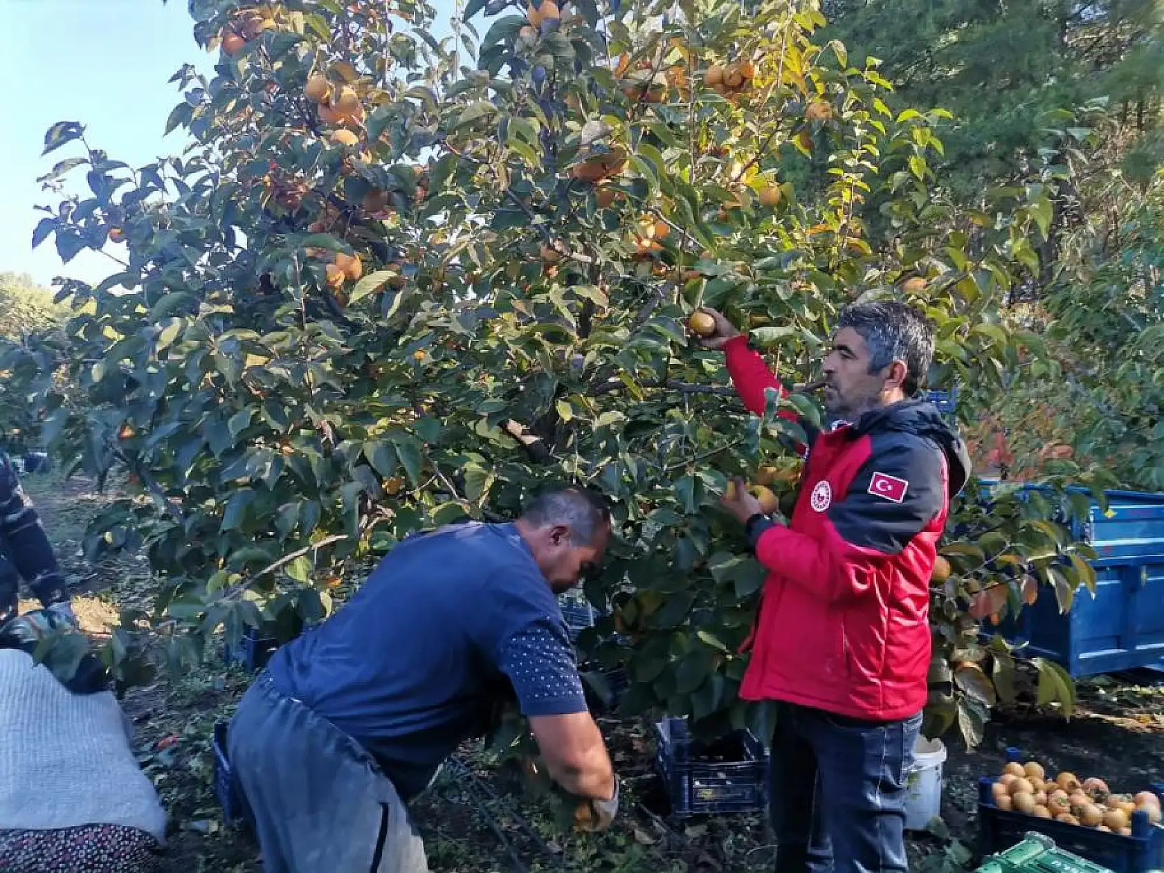 Seydikemer'de Cennet Elması için hasat vakti