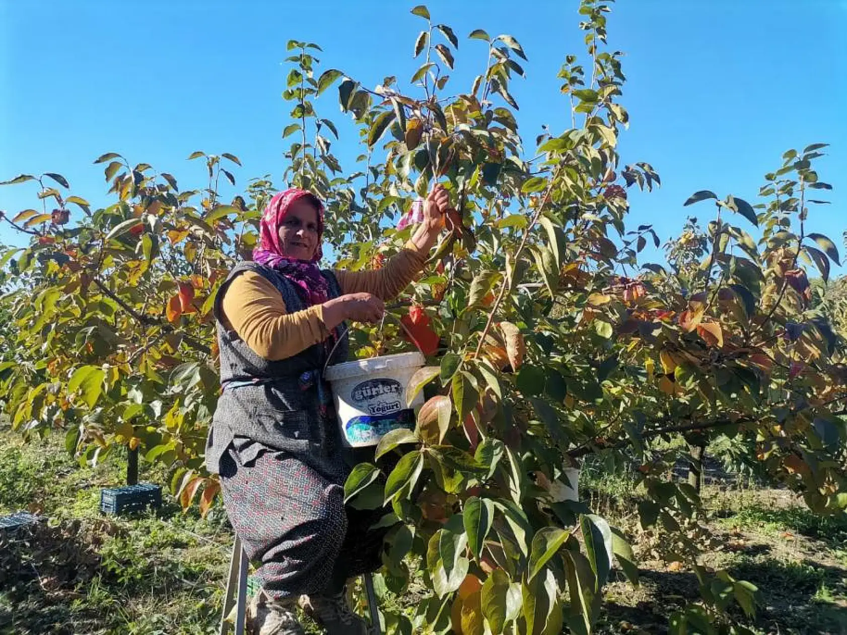 Seydikemer'de Cennet Elması için hasat vakti