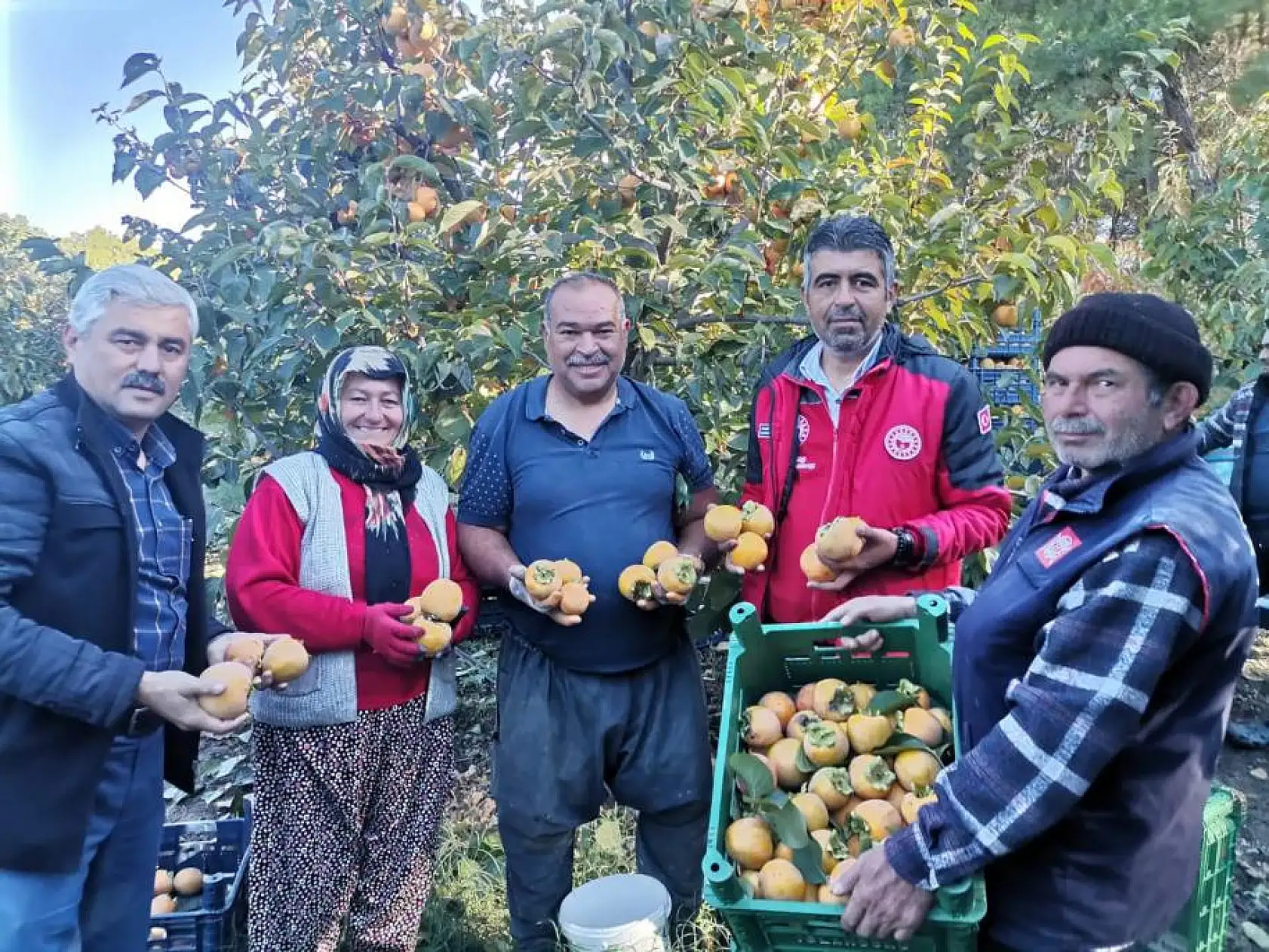Seydikemer'de Cennet Elması için hasat vakti