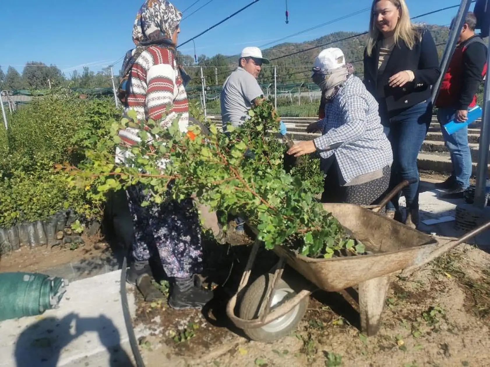 40 bin adet Keçiboynuzu Fidanı üreticilere dağıtıldı