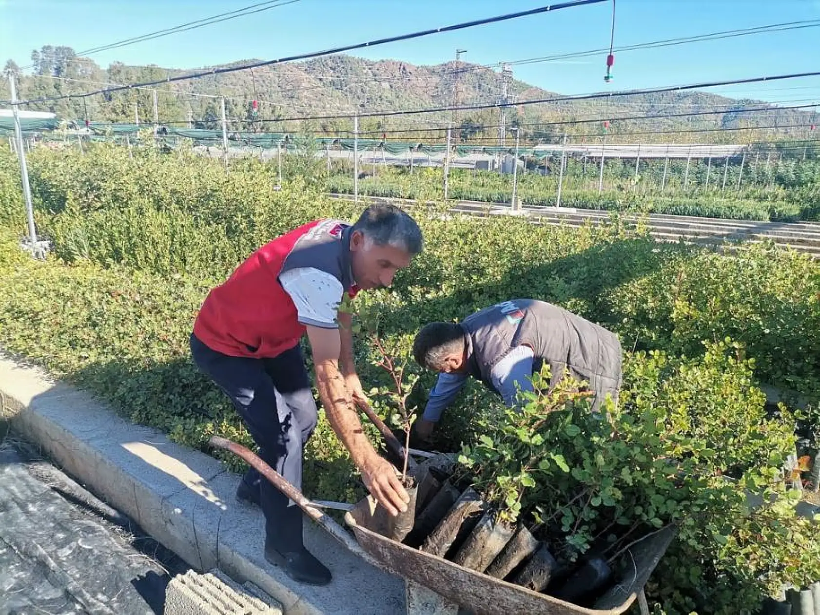 40 bin adet Keçiboynuzu Fidanı üreticilere dağıtıldı