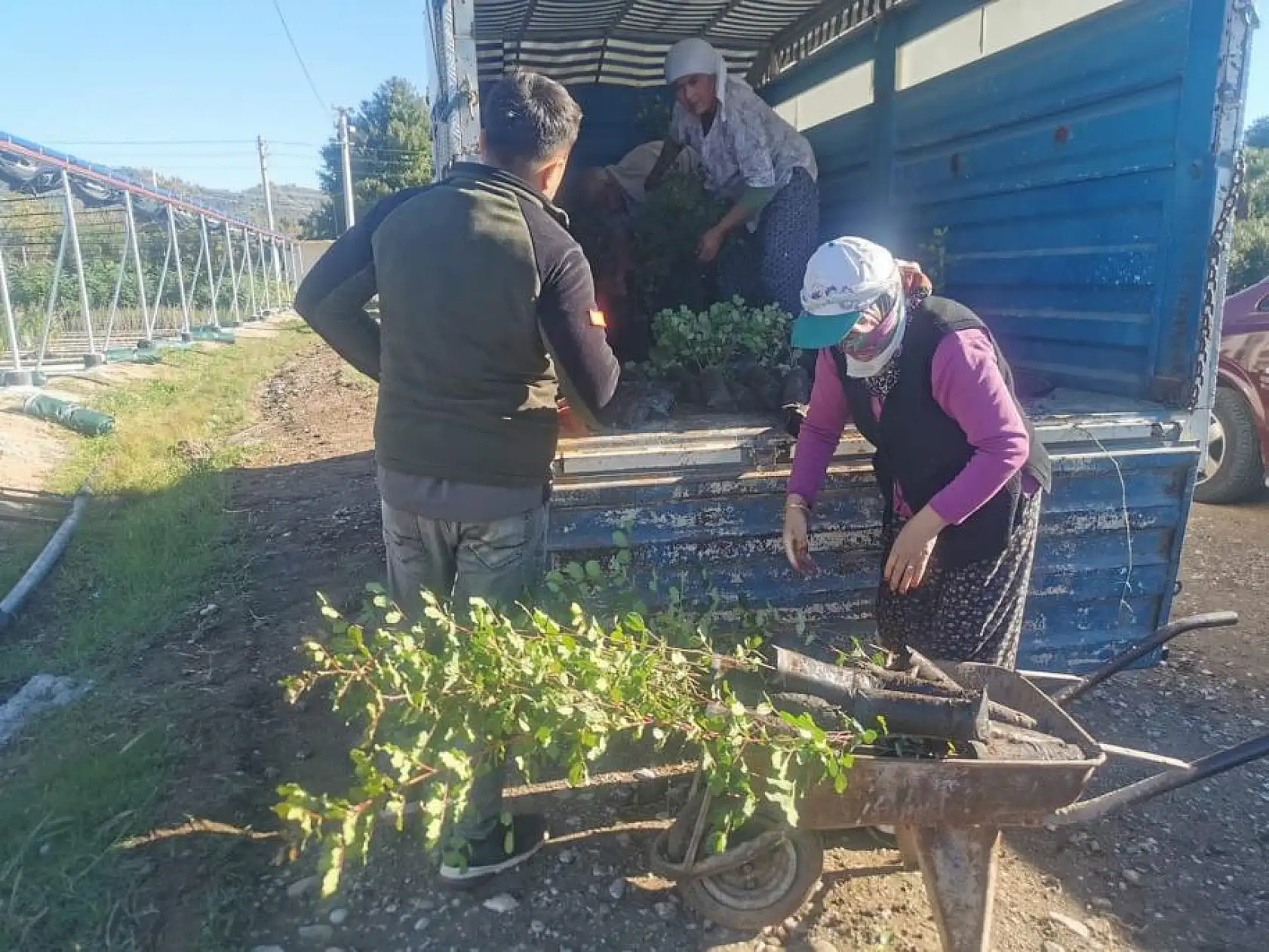 40 bin adet Keçiboynuzu Fidanı üreticilere dağıtıldı