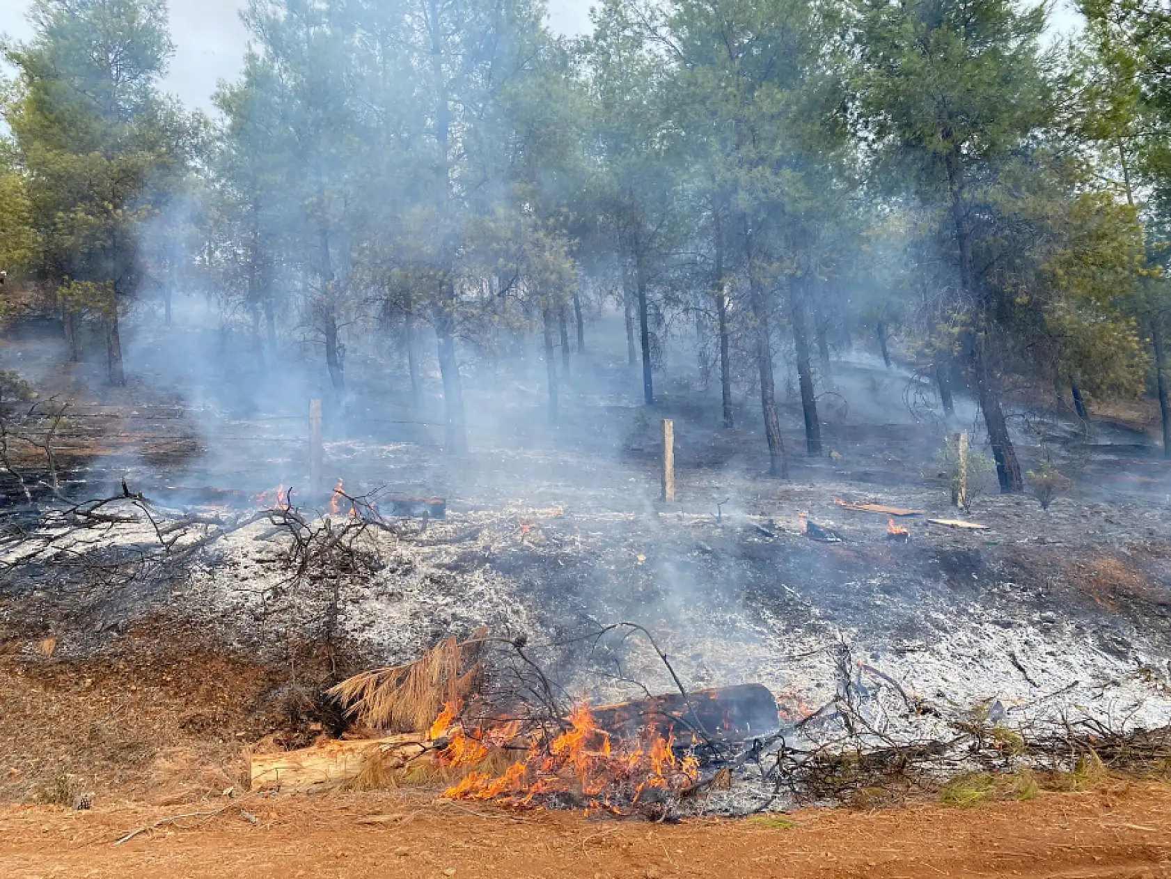 Seydikemer'de Orman Yangını Meydana Geldi 