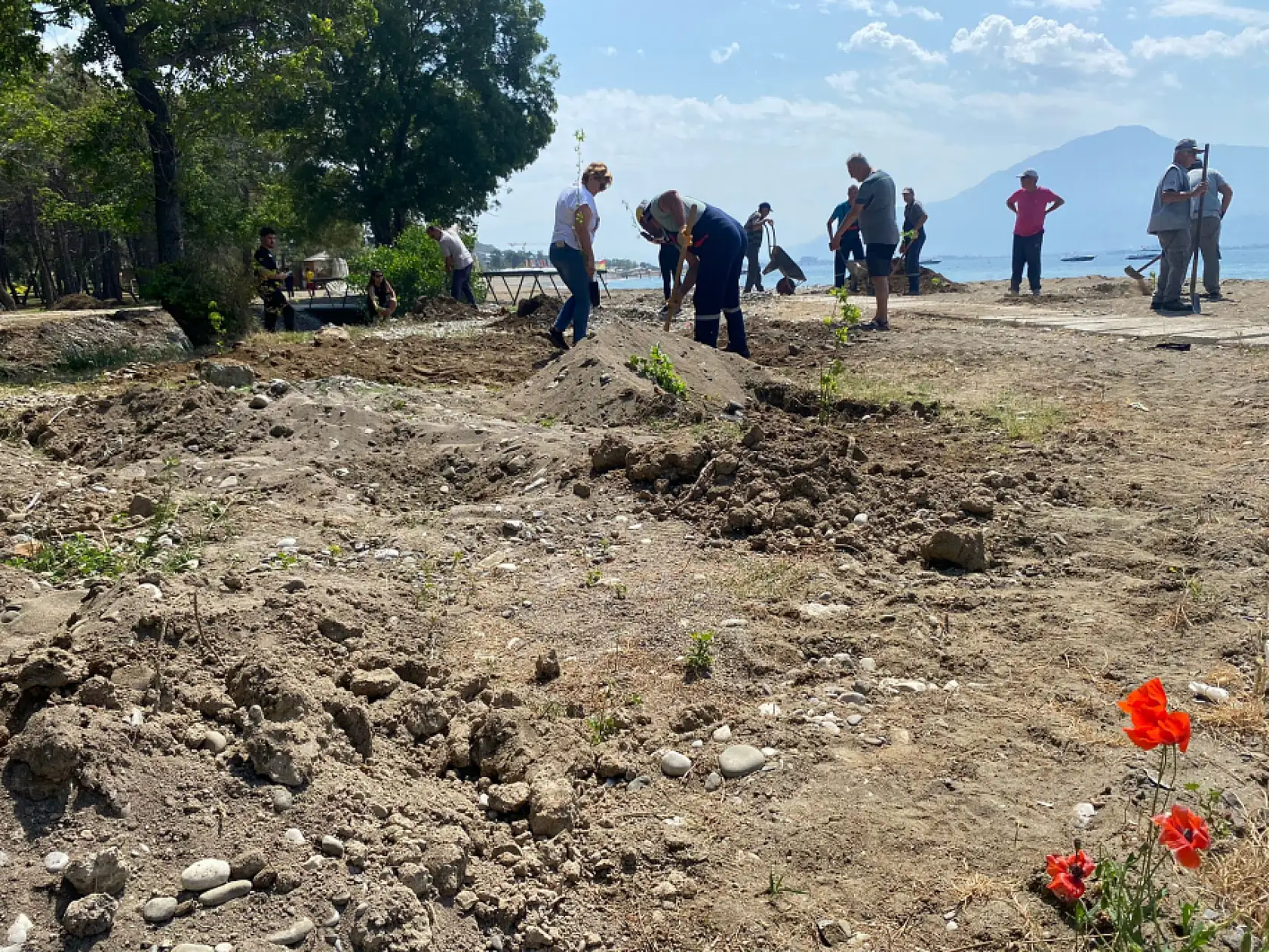 Fethiye Akmaz Halk Plajı'nda Ağaçlandırma Seferberliği