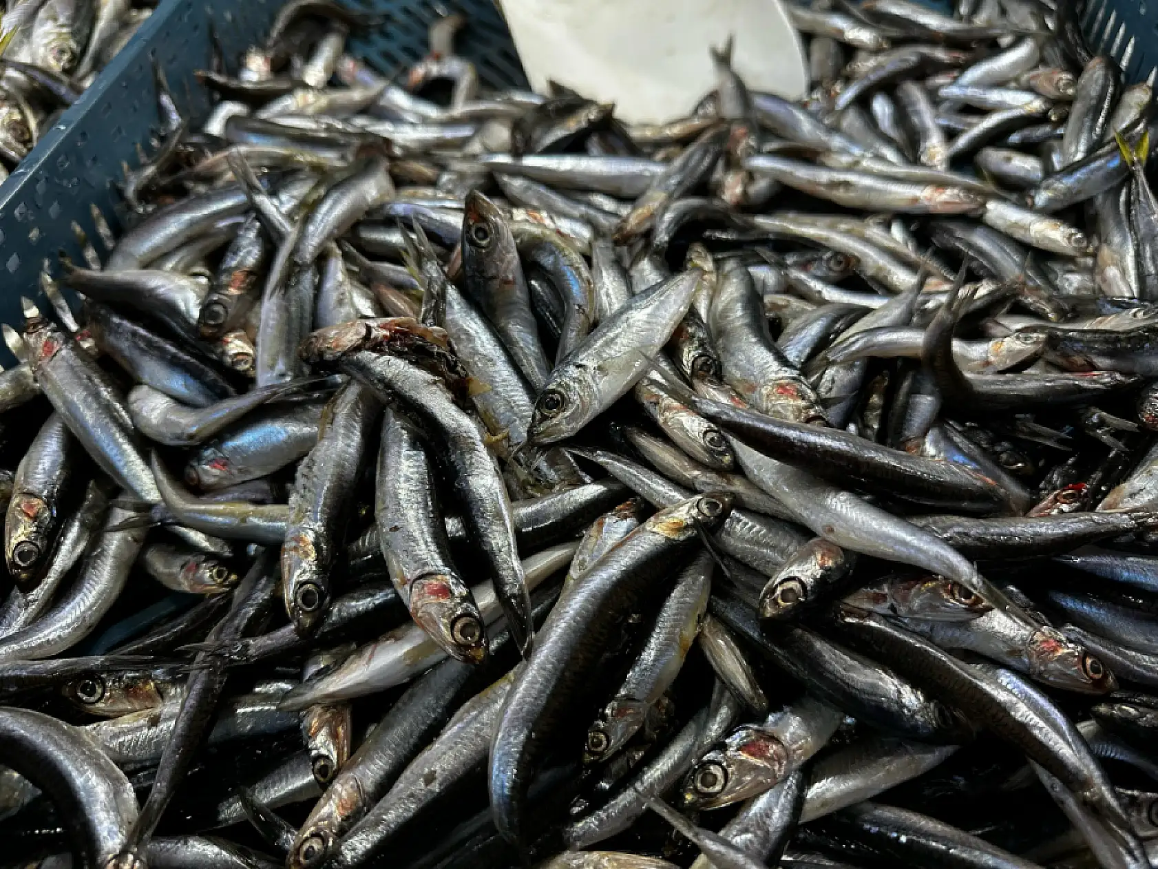 Fethiye'de soğuk hava balığı vurdu