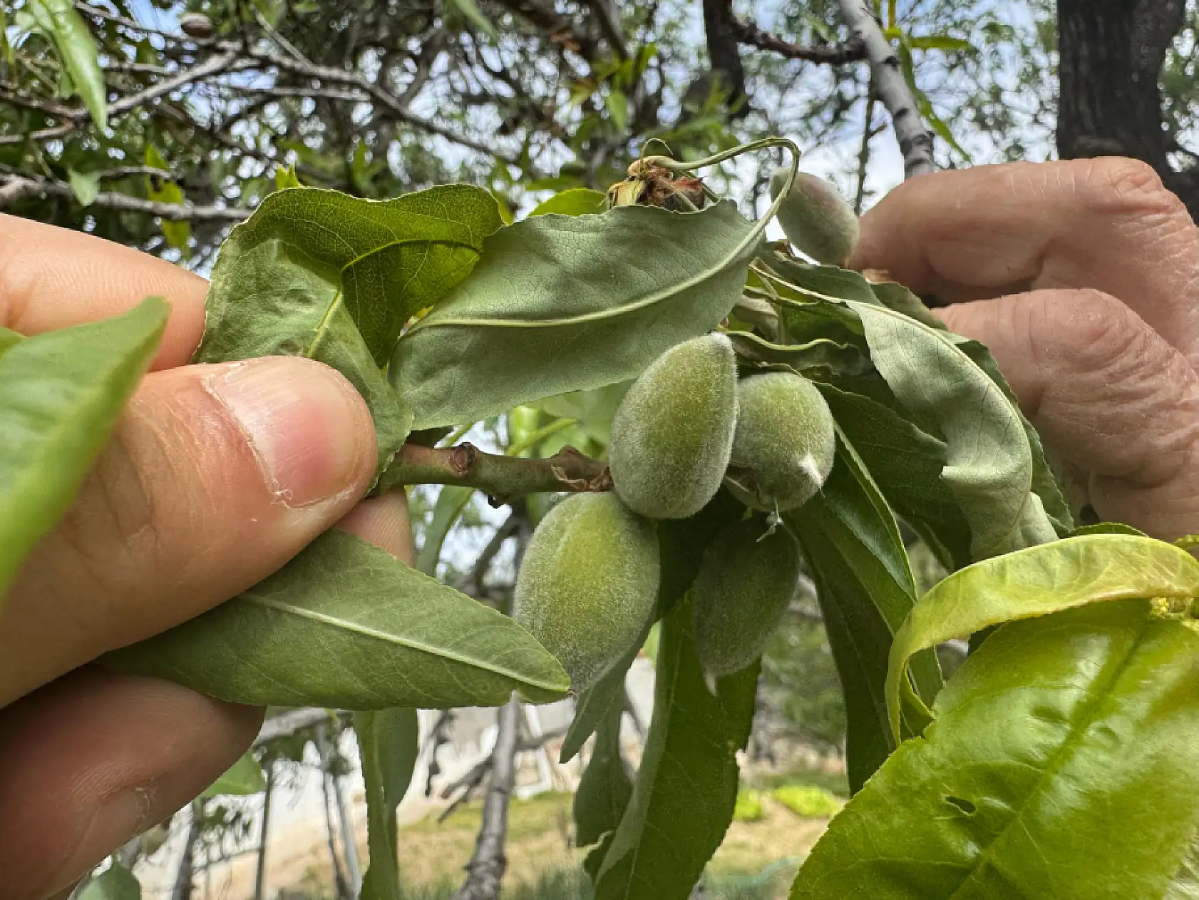 Datça'da mevsimin ilk badem çağlası toplanıyor