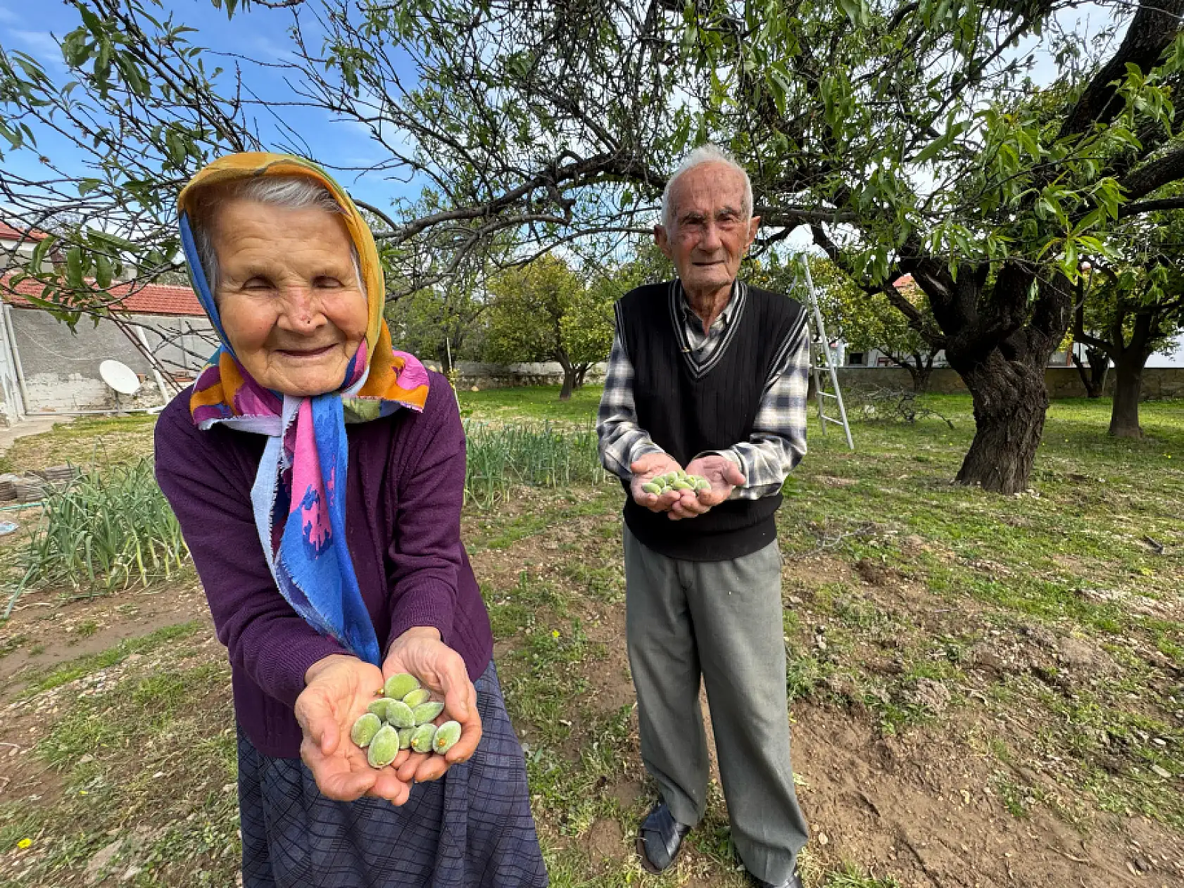 Datça'da mevsimin ilk badem çağlası toplanıyor