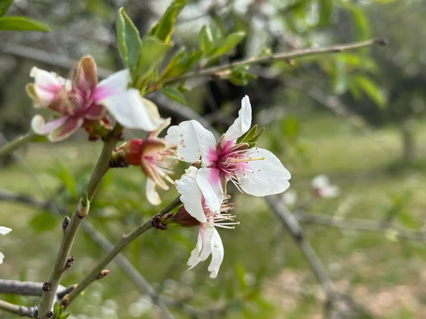 Datça'da mevsimin ilk badem çağlası toplanıyor