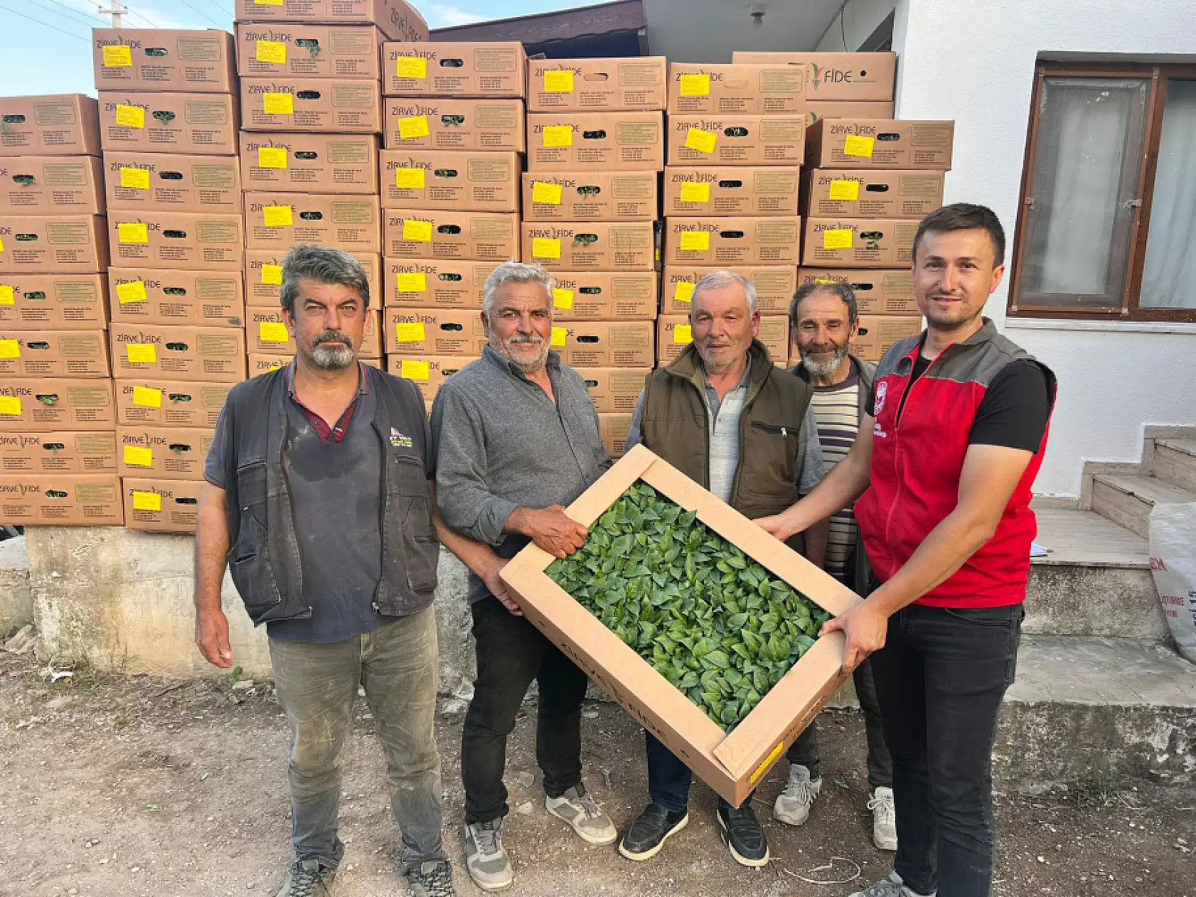 Datça'da 46 üreticiye 79 bin sebze fidesi dağıtıldı