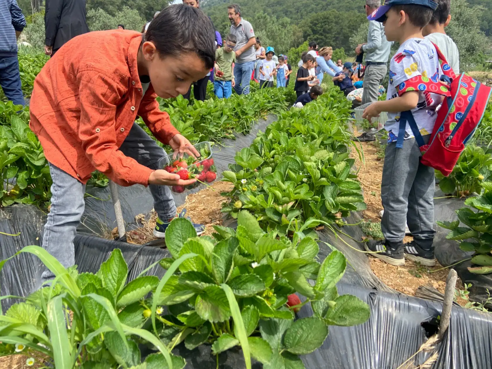 Dalaman'da birinci sınıf öğrencileri çilek ve salep hasadı yaptı