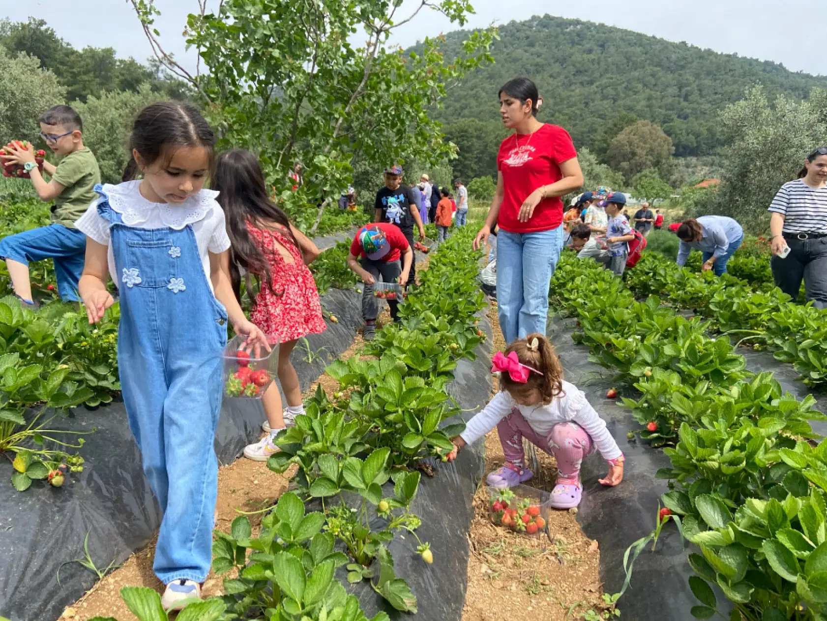 Dalaman'da birinci sınıf öğrencileri çilek ve salep hasadı yaptı