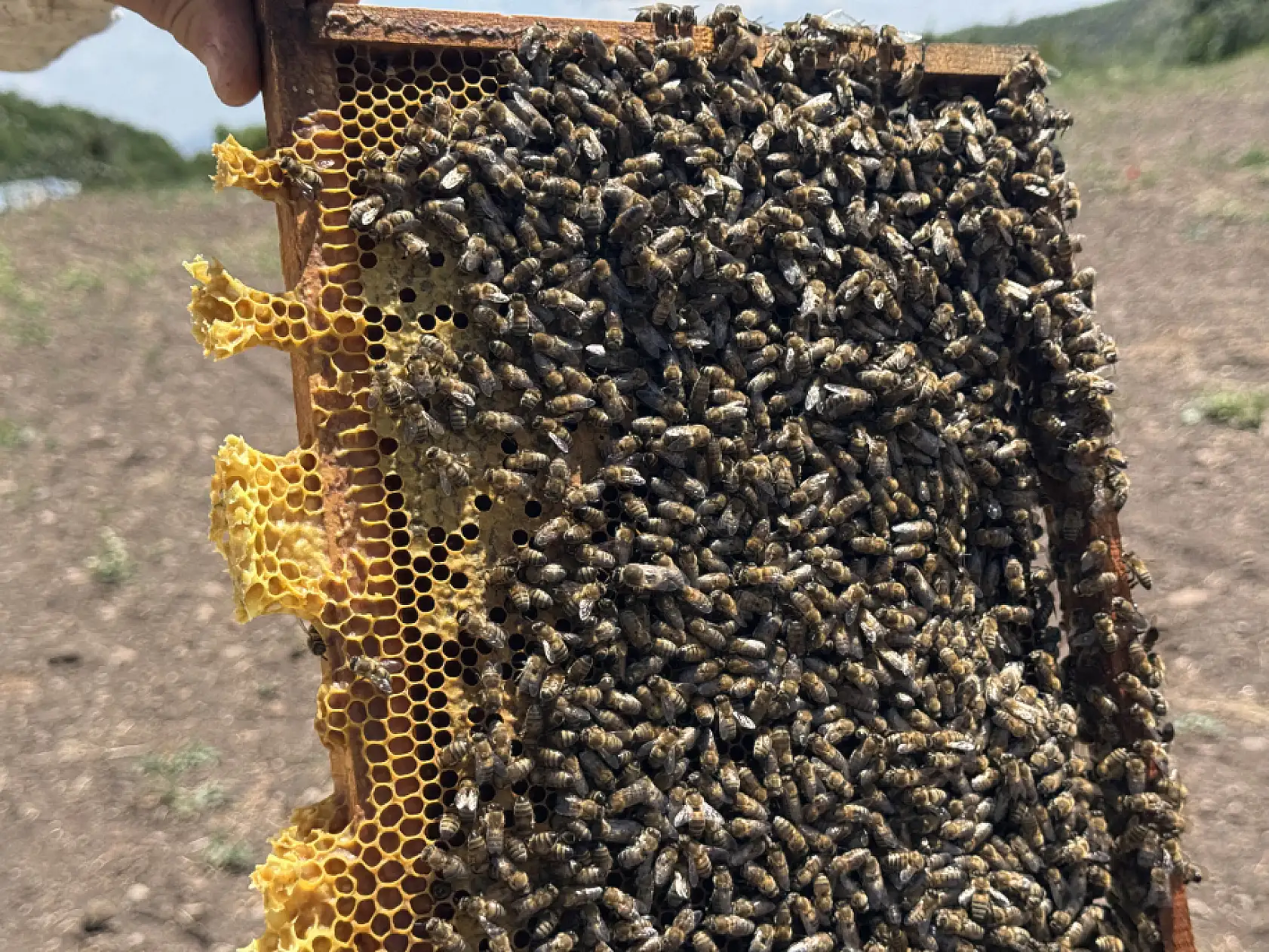 Muğlalı Arıcılar Kocatepe Yaylalarında Kaliteli Çiçek Balı Üretimine Hazırlanıyor