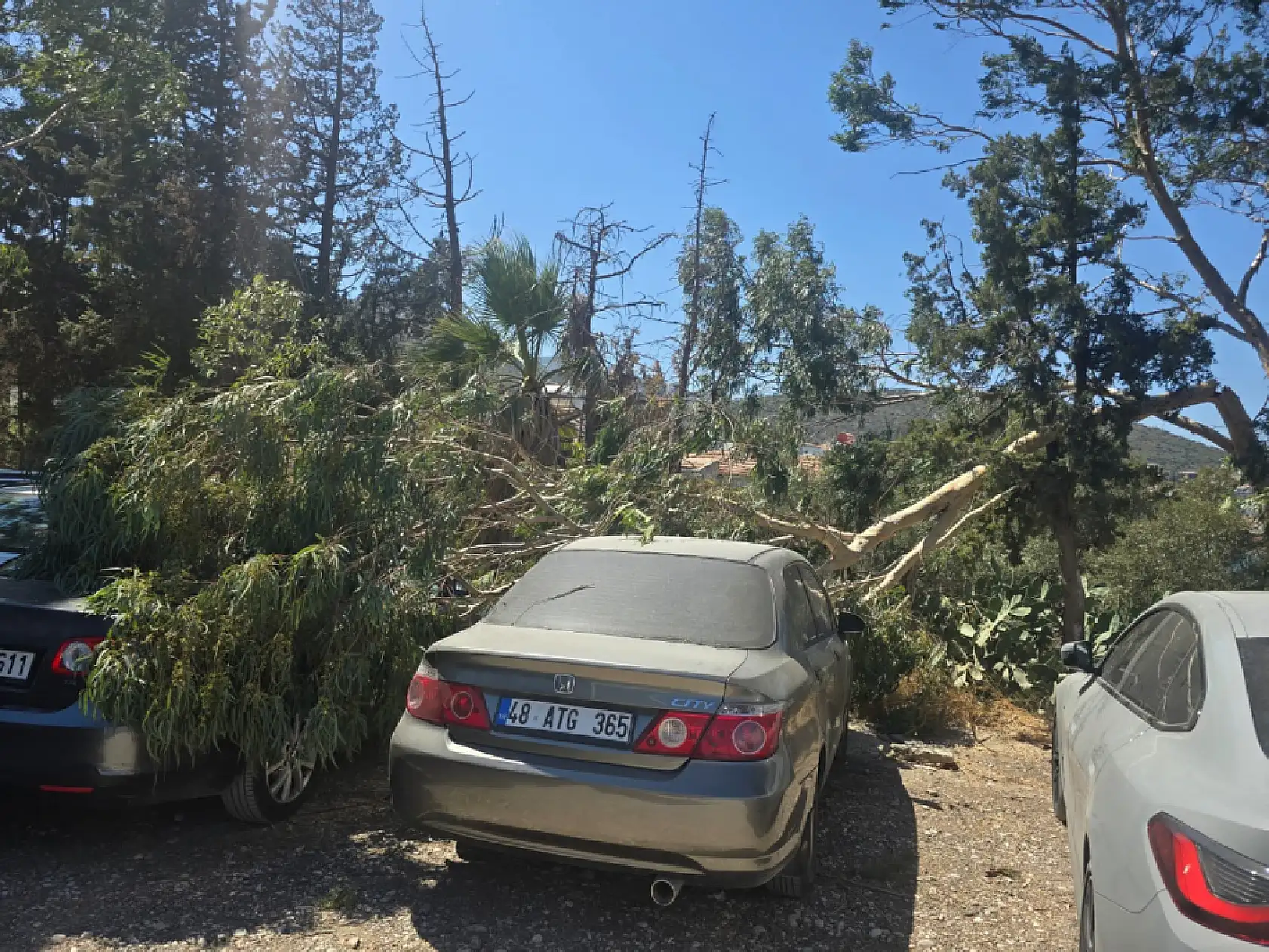 Datça'da devrilen ağaç dalları 2 araca zarar verdi