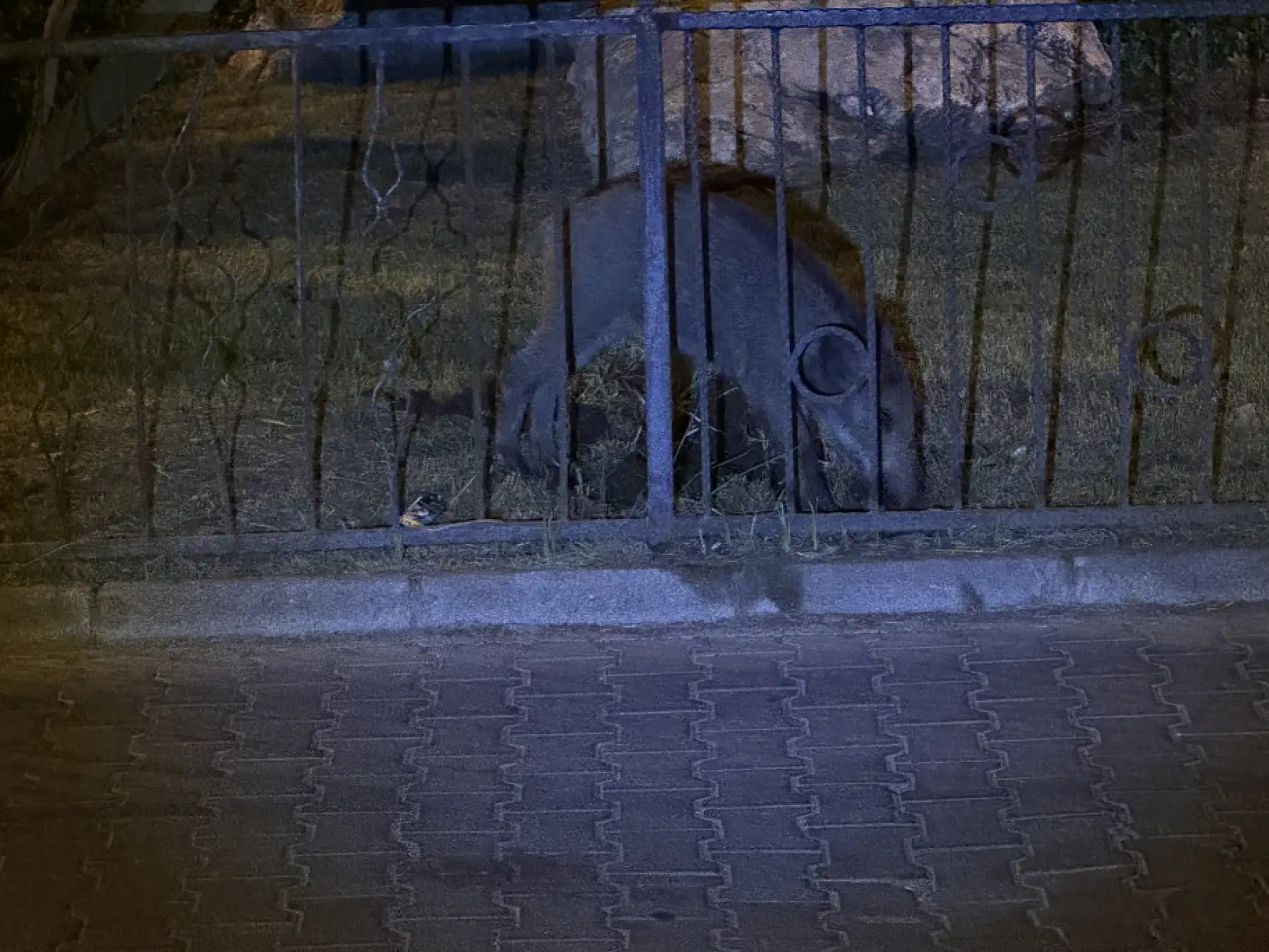 Marmaris'te yaban domuzları ilçe merkezinde görüntülendi