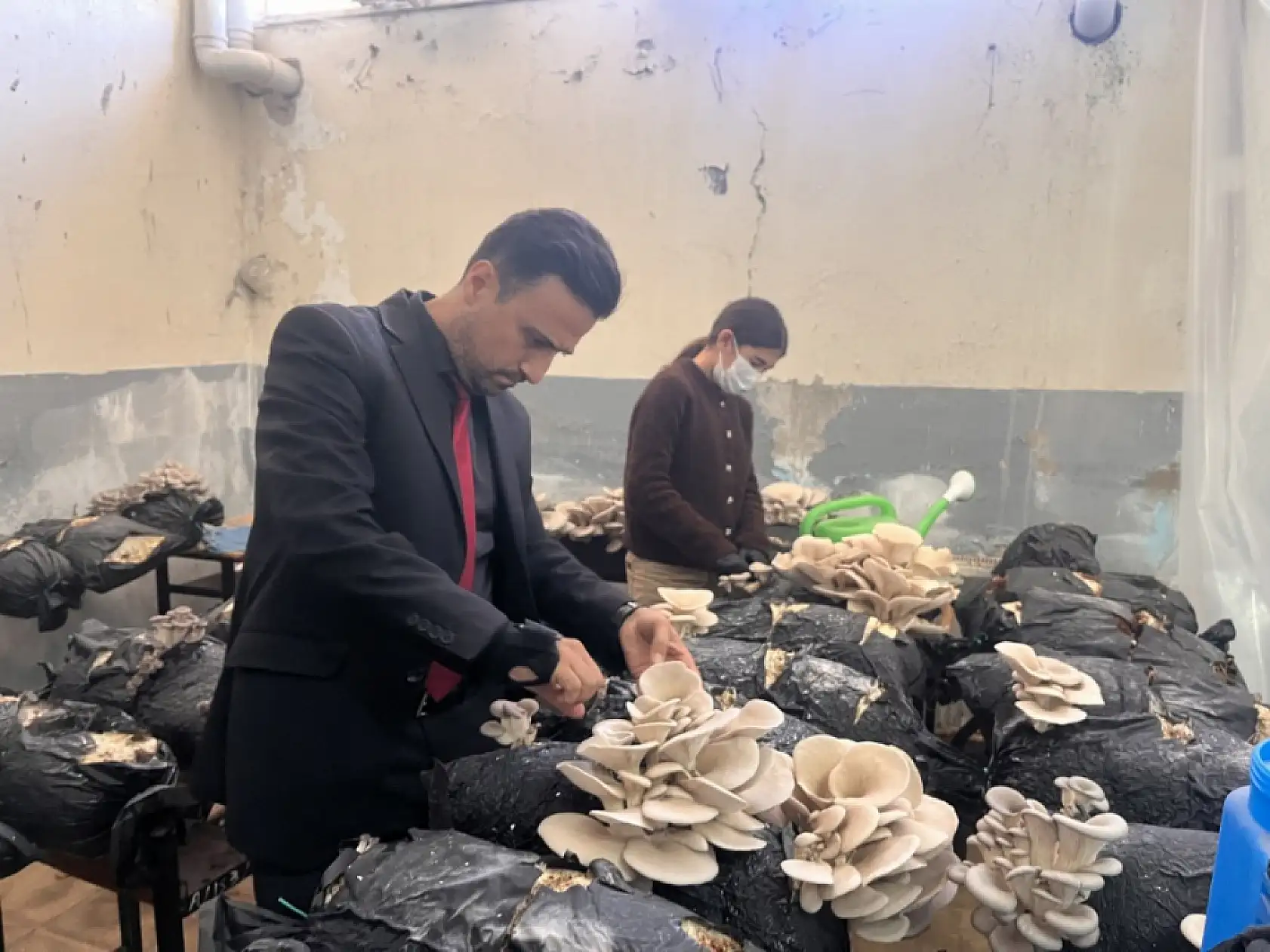 Muğla'da öğrenciler okulda istiridye mantarı üretiyor