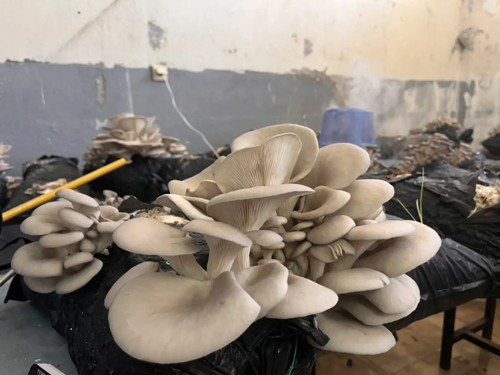 Muğla'da öğrenciler okulda istiridye mantarı üretiyor