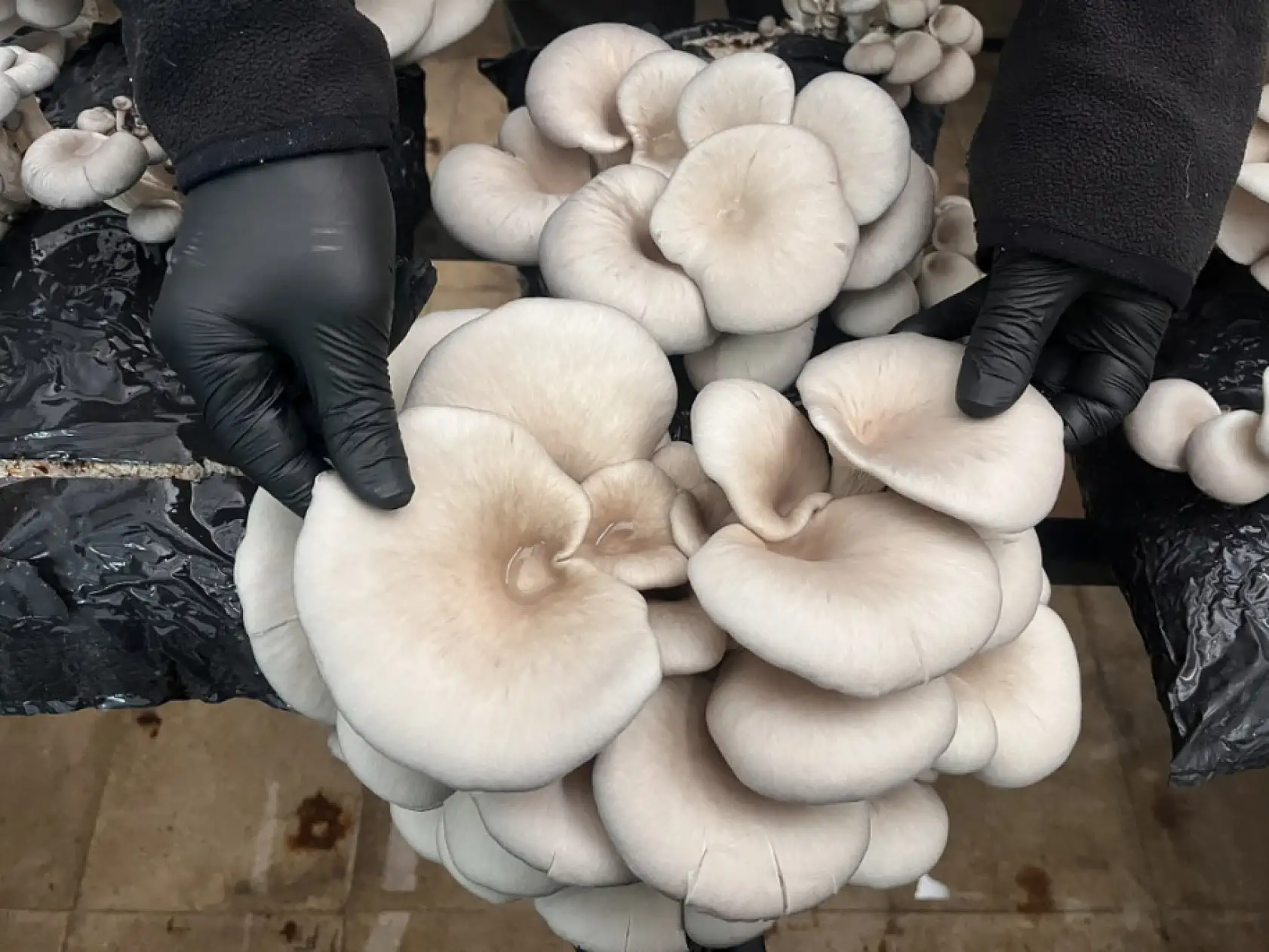 Muğla'da öğrenciler okulda istiridye mantarı üretiyor