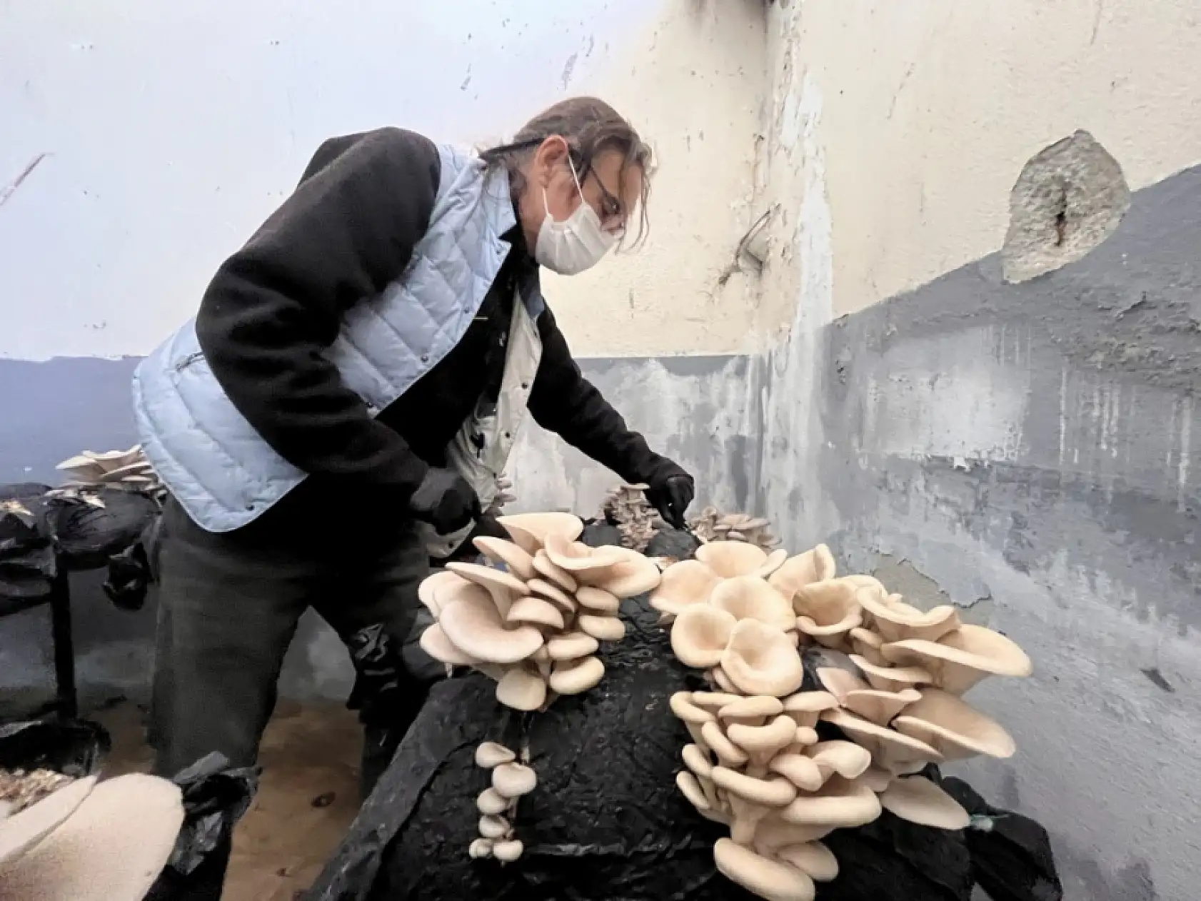 Muğla'da öğrenciler okulda istiridye mantarı üretiyor