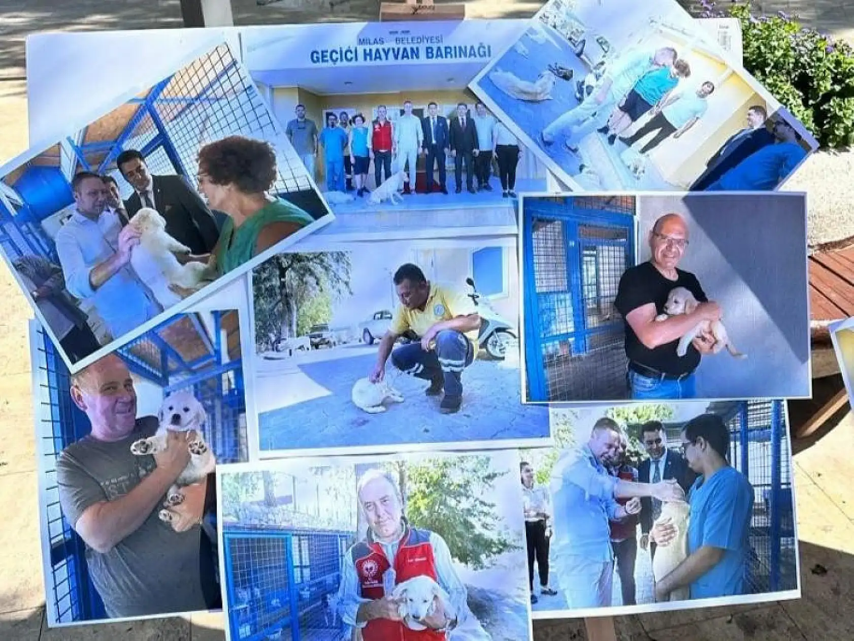 Sokak Hayvanları İçin Bir Araya Geldiler