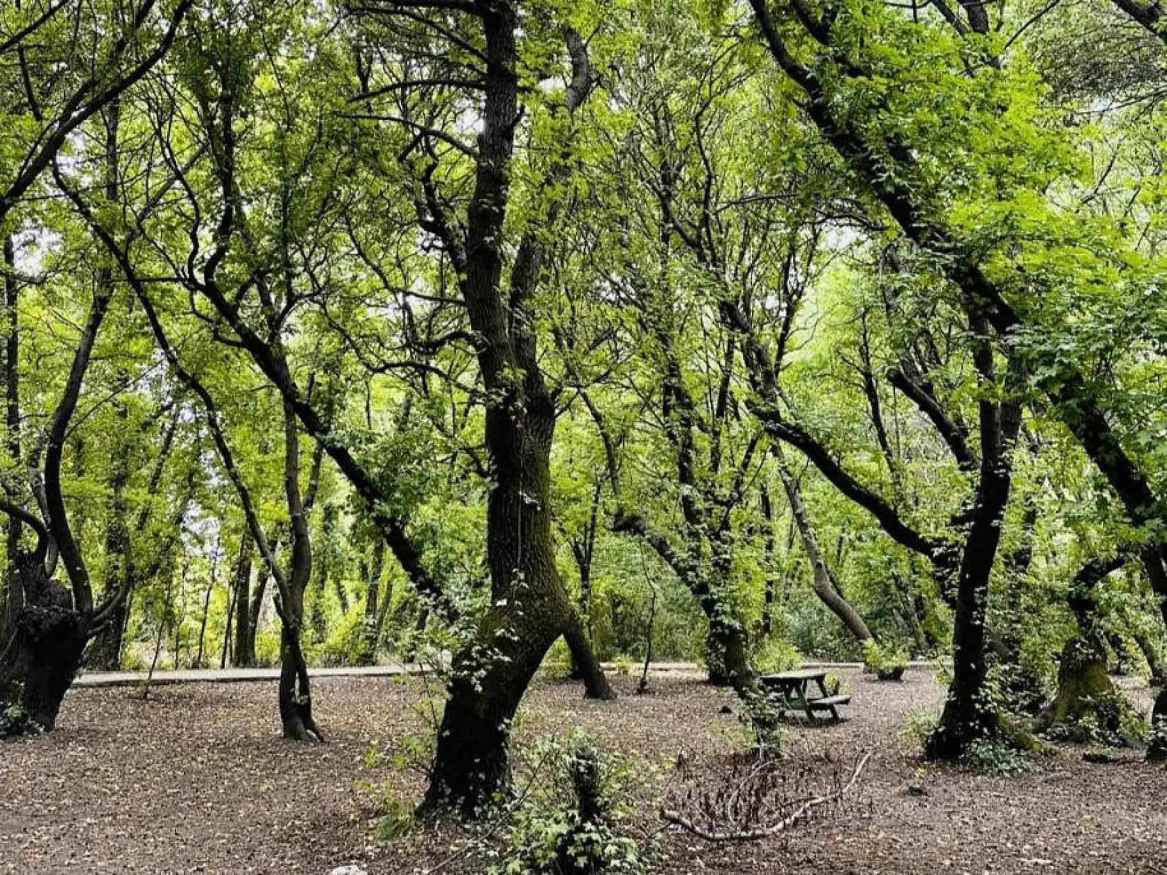 Aktaş: 'Sığla Ağacının geleceğe taşınması çok önemli'