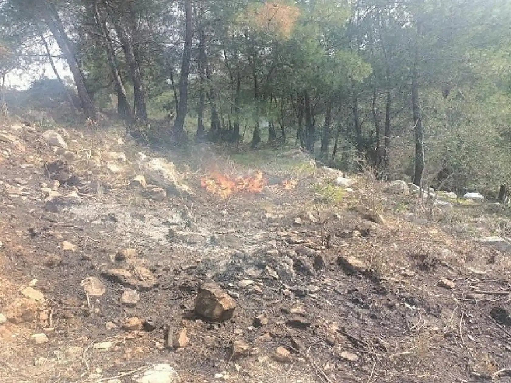 Muğla'da doğa katillerine operasyon