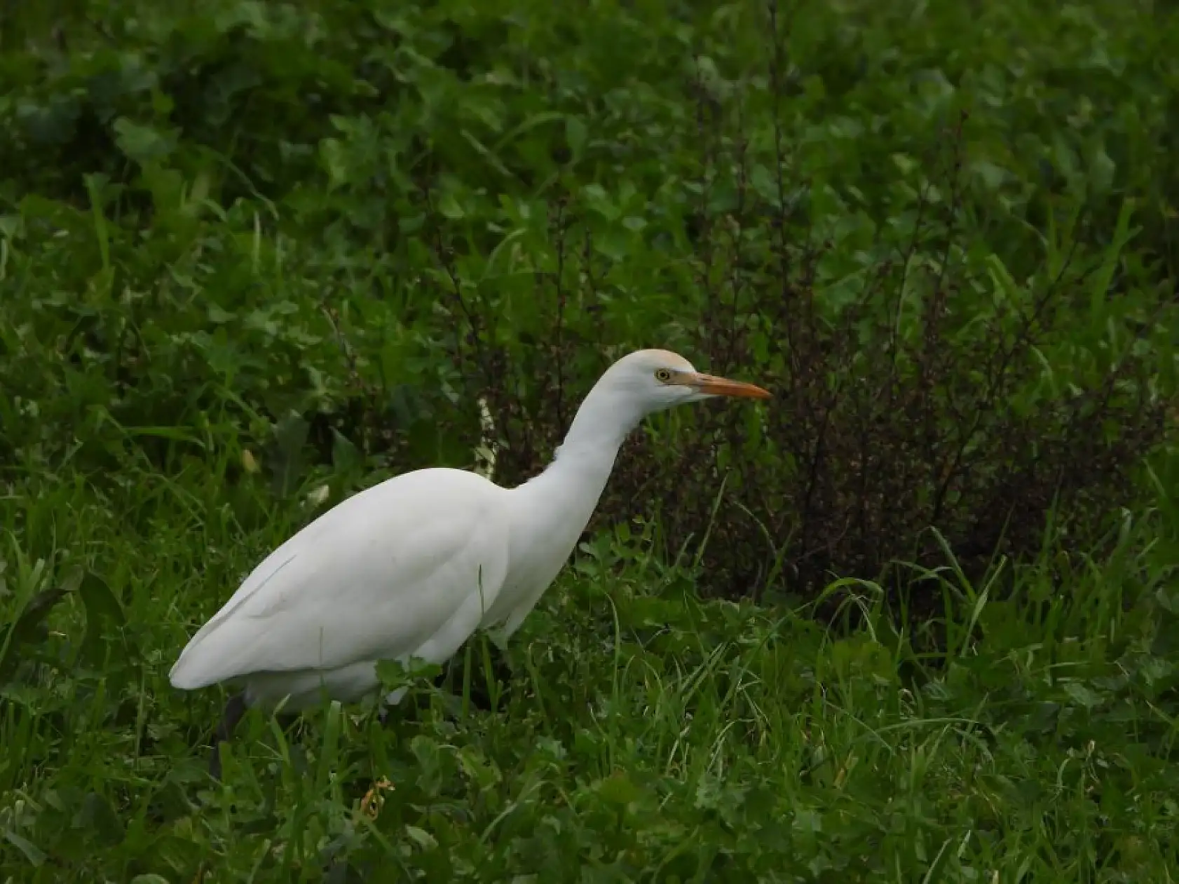 Ege'de 503 adet su kuşu sayıldı