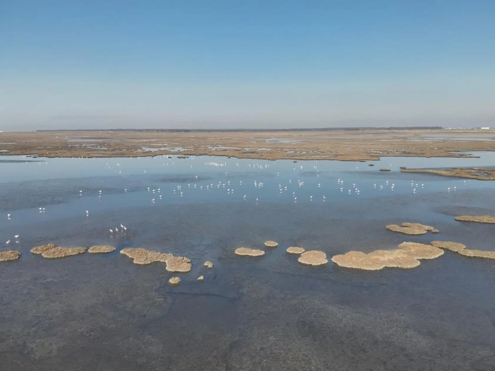 Ege'de 503 adet su kuşu sayıldı