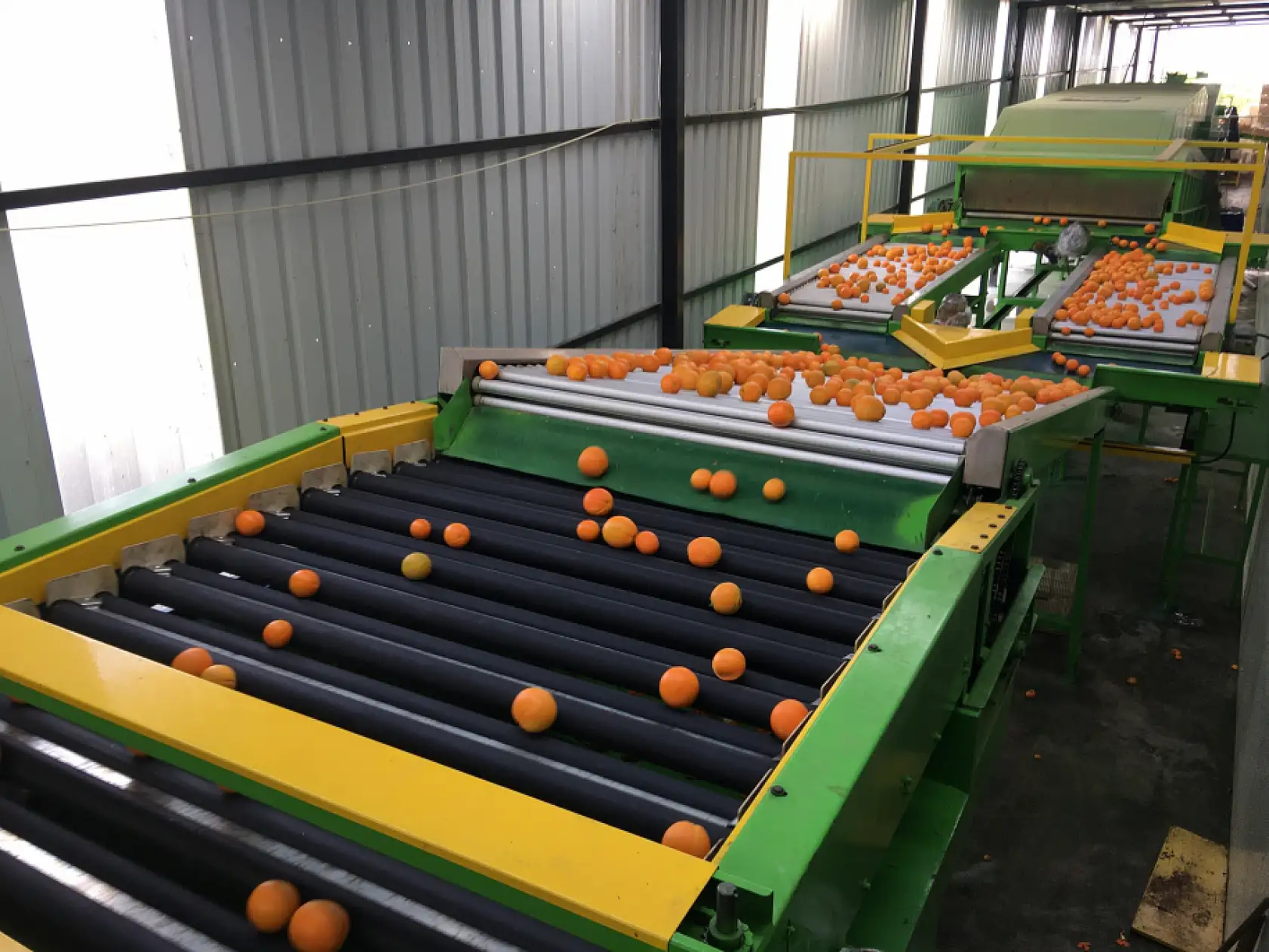 Narenciyede ihracat hızlandı