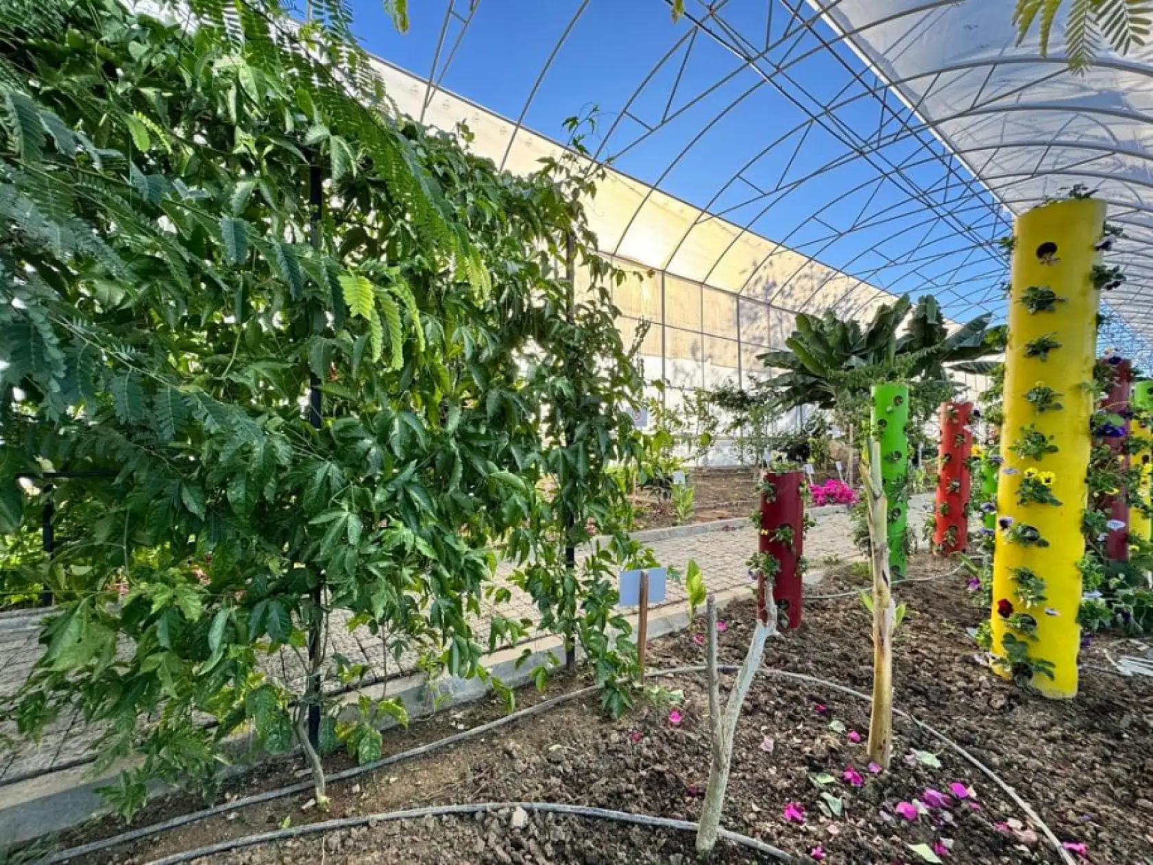 Fırtına 250 hektarlık sera alanını vurdu