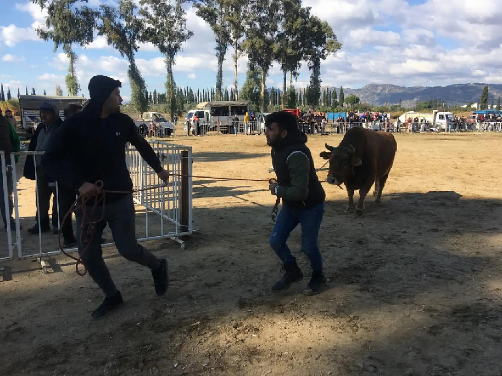 Güreşi kazanınca davul zurna eşliğinde oynadı