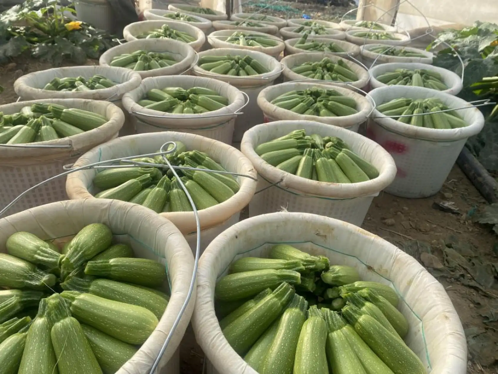 2024 yılı örtü altı tarım verilerinde büyük artış