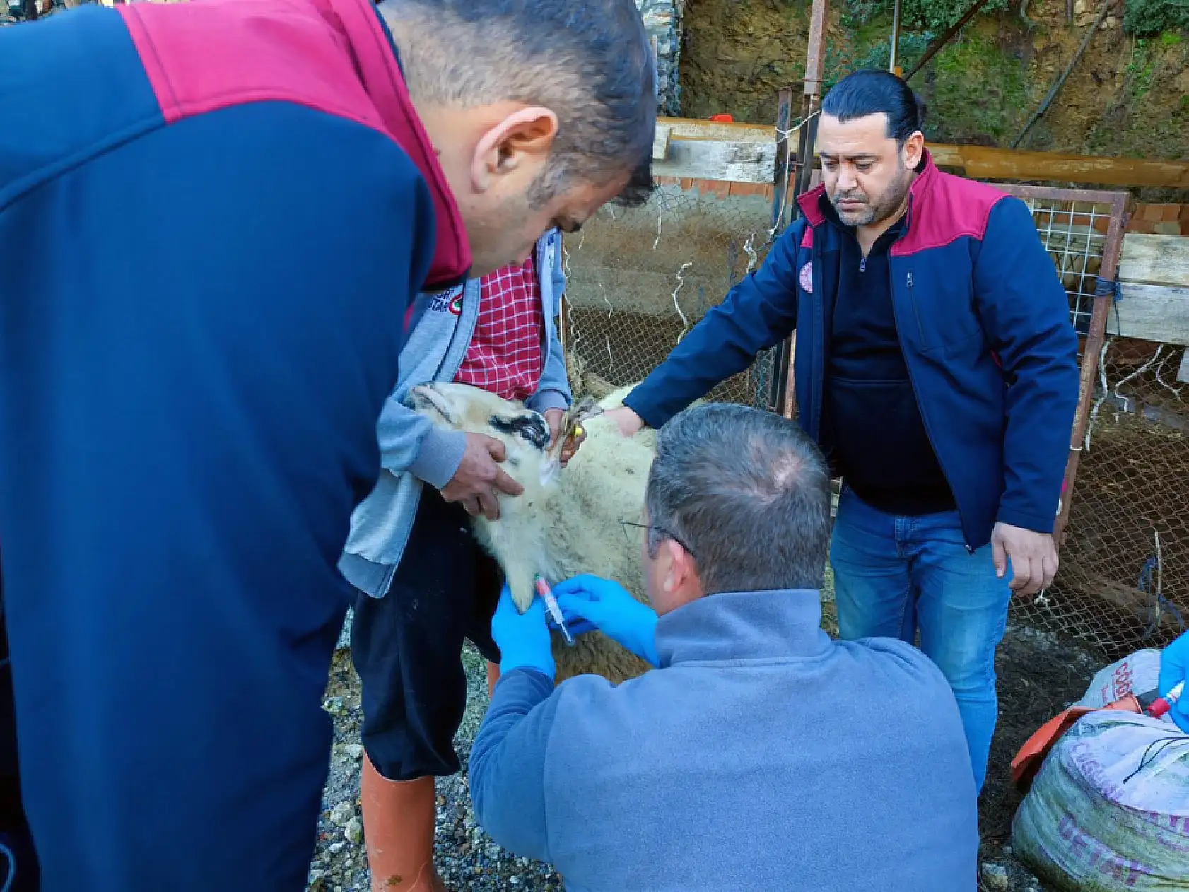Muğla'da akabane hastalığına karşı önlemler alındı