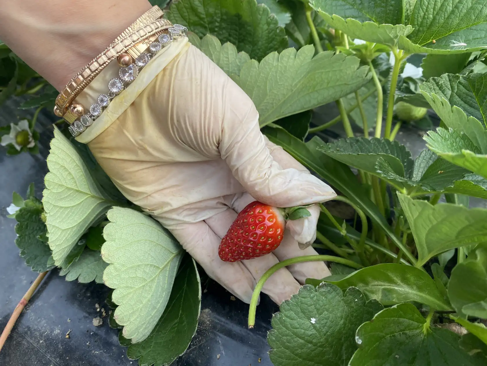 Seradaki çileğin fiyatı 1 ayda dip yaptı: Fiyatı 400 TL'den 90 TL'ye düştü
