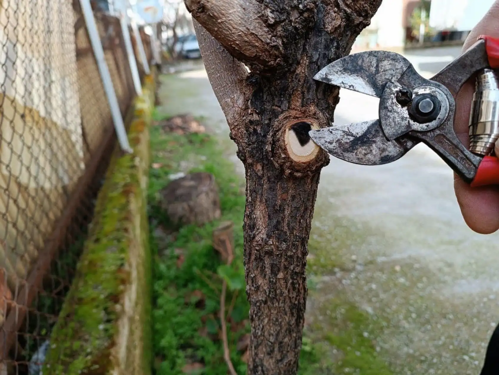 Menteşe'de üreticilere budama ve hastalıkla mücadele eğitimi