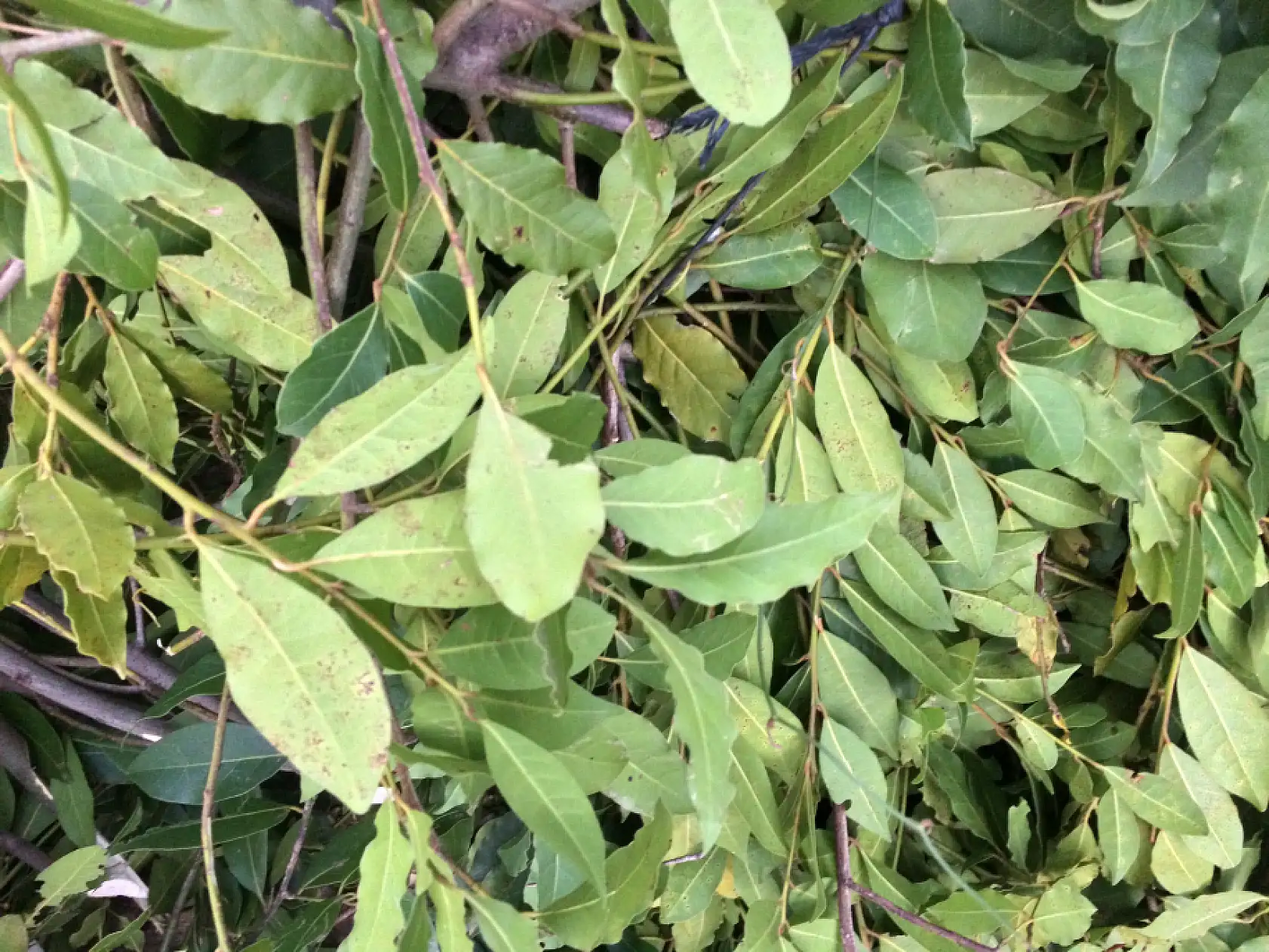 Köylülerin alın teriyle dünya pazarına Defne yaprağına rekor fiyat